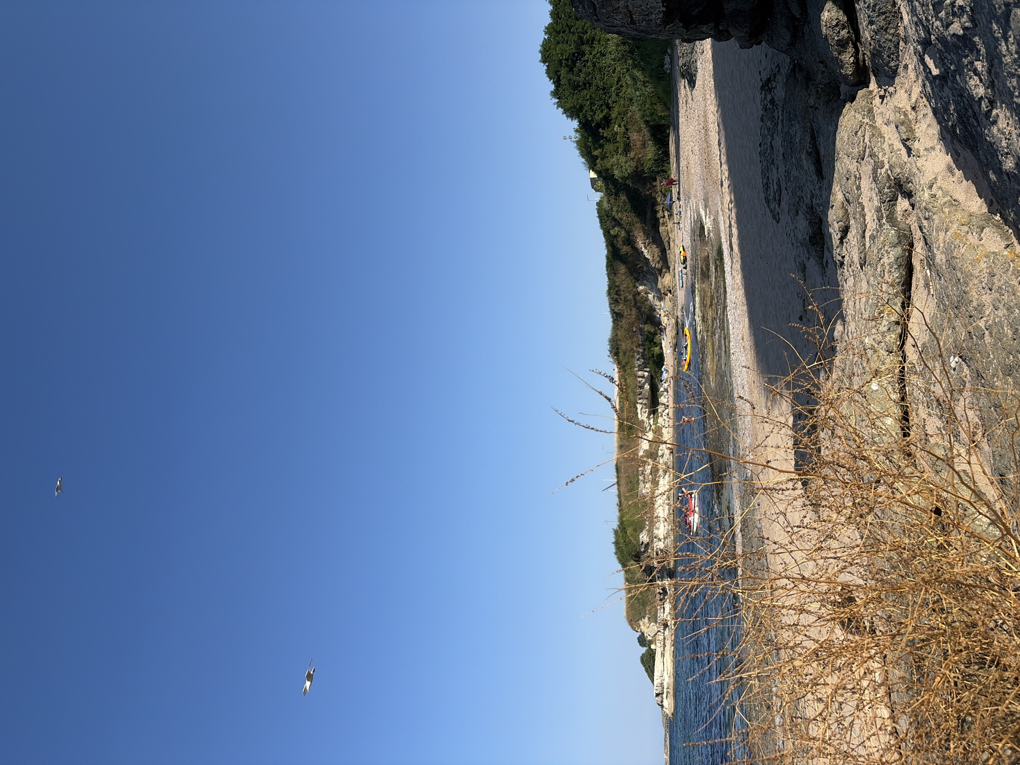 The image depicts a sunny day at a beach in Lozenets, Bulgaria. The sky is a clear, vibrant blue. In the upper left quadrant of the image, two seagulls are in flight. The foreground is dominated by a close-up of dry, brown brush and rocks. Beyond this, a sandy beach stretches towards the sea. Several yellow kayaks are visible on the shore and in the shallow water. A red boat with people on board is also present in the water. Further down the beach, some individuals are seen relaxing or walking. The background features a rocky, vegetated cliffside. The scene conveys a peaceful, recreational atmosphere.