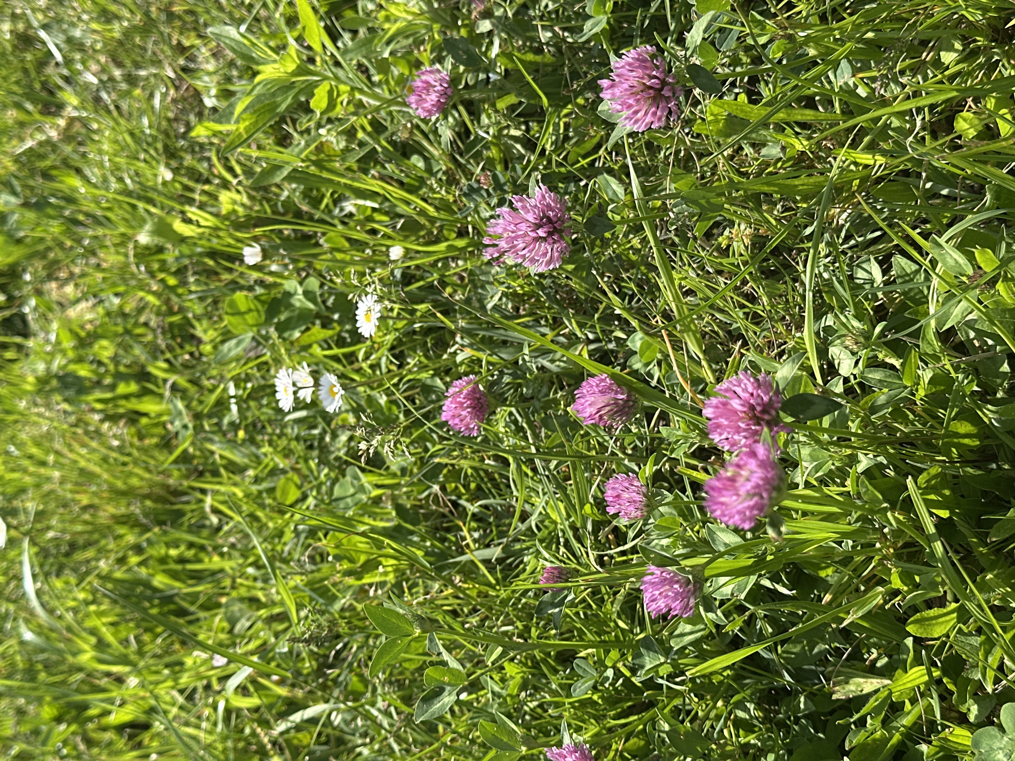 The image depicts a patch of green grass interspersed with pink clover flowers and a few white daisies. The scene appears to be a grassy area, possibly a lawn or meadow. The location cannot be identified.