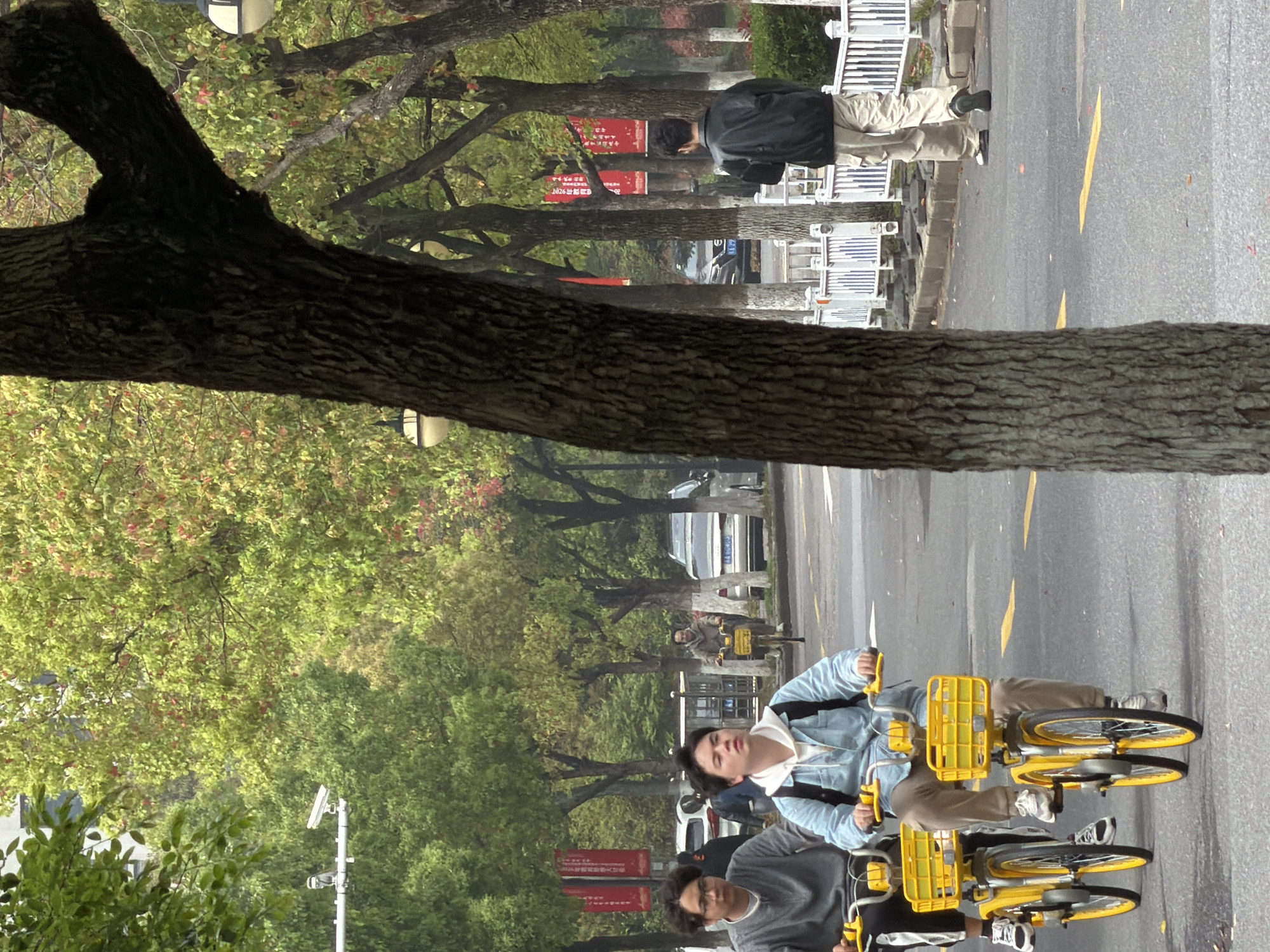 The scene captures a street in Jiangning District, China, likely during a weekday. Several individuals are visible. Two young people are riding yellow shared bicycles on a paved road marked with yellow lines. Another person is walking on the sidewalk lined with white benches and trees. A tree trunk prominently cuts across the image. The roadside features signage with red text and possibly advertisements. Several cars are parked along the street. The environment suggests a moderately overcast day.