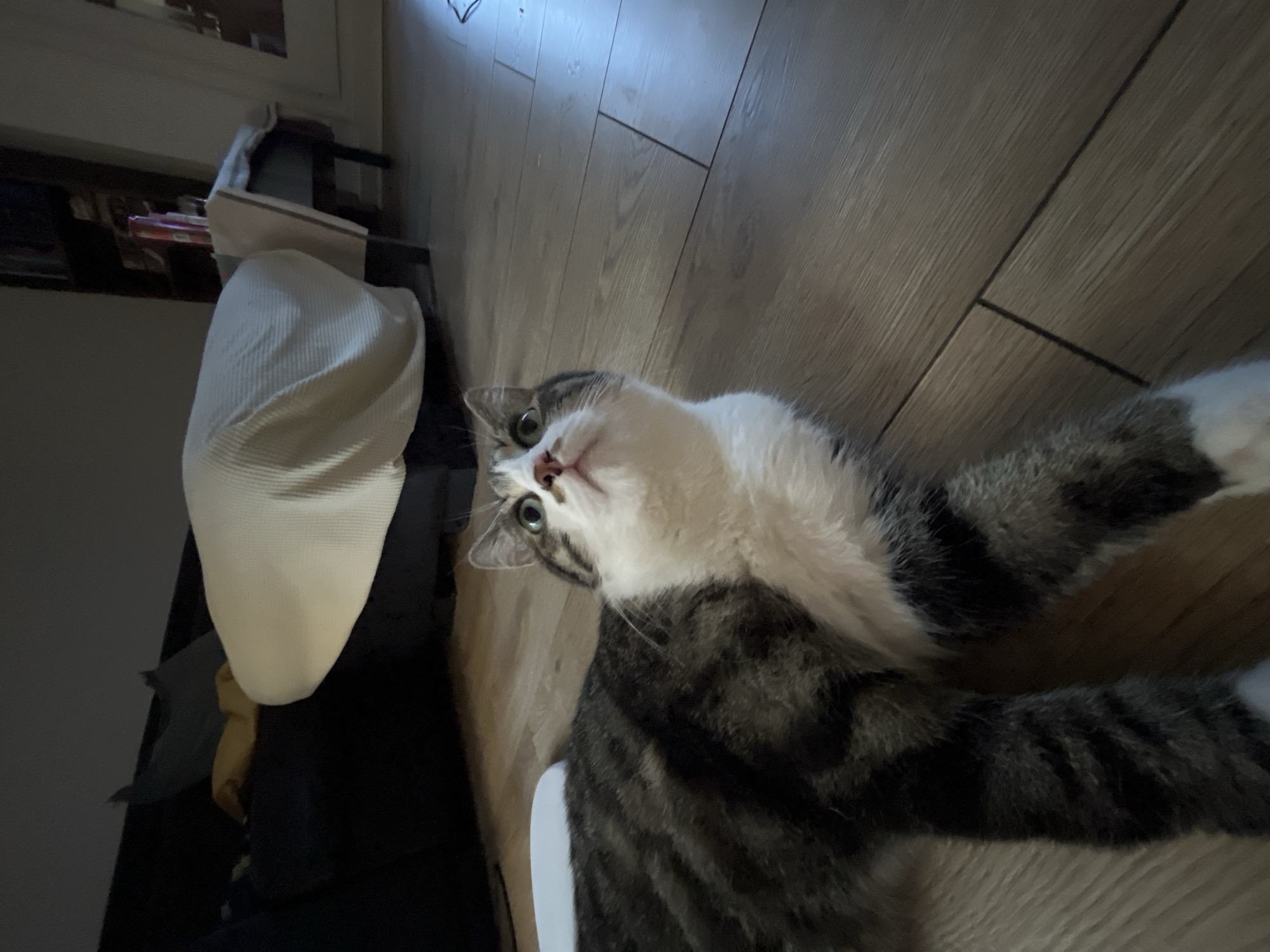A tabby and white cat lies on a light brown wooden floor, looking upwards. The cat has green eyes, a white chest, and tabby markings on its back and legs. In the background, a dark-colored couch is visible, partially covered by a beige blanket. To the right of the couch, there is a bookshelf filled with books and some bottles. The scene is indoors, likely a residential setting, and the lighting suggests it is evening or nighttime. The location in Fresnes, France, is not discernible from the image itself.
