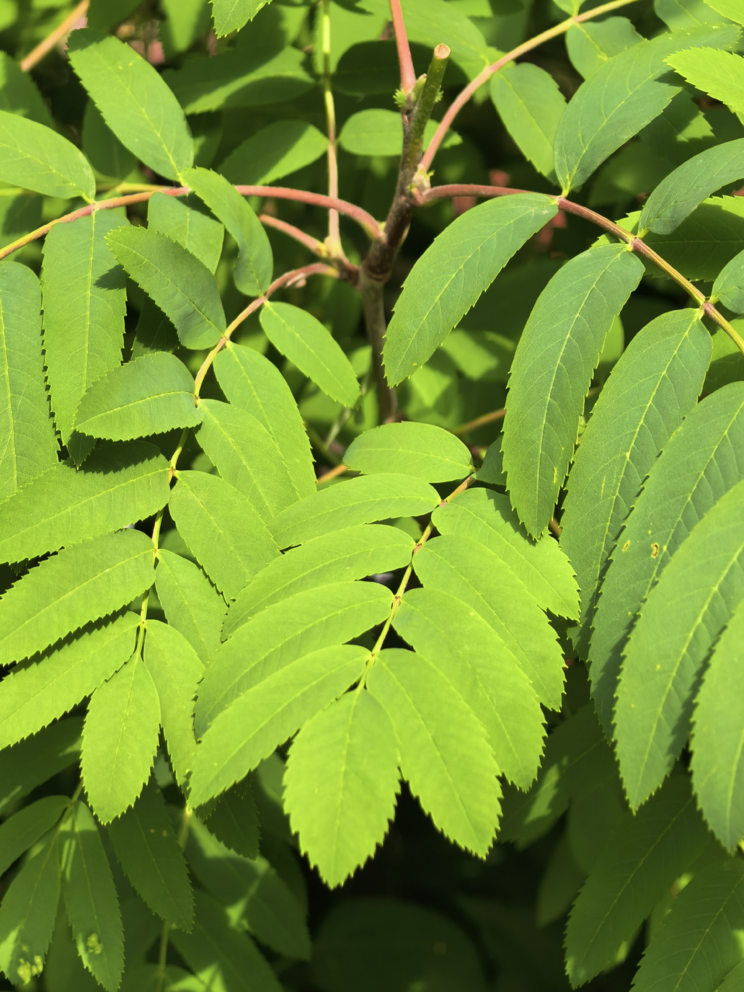 The image shows a close-up view of bright green pinnately compound leaves against a backdrop of more foliage. A reddish-brown stem is visible behind the leaves. The leaves exhibit serrated edges and prominent veins. The lighting is bright, creating highlights and shadows on the leaf surfaces. There is no indication of the city of Sterlitamak, Russia, or any people, subjects, objects, actions, or interactions in the image.