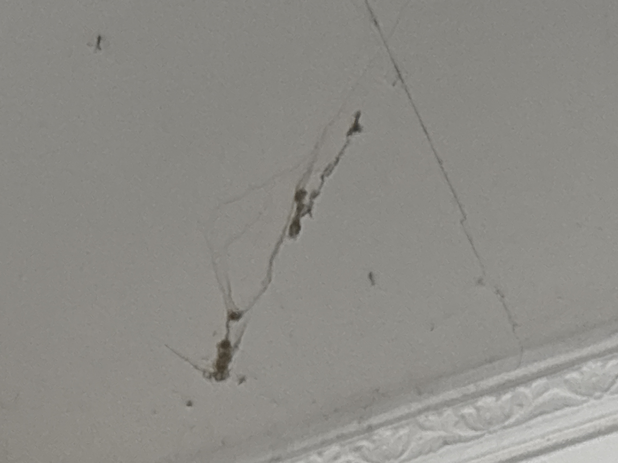 The image shows a close-up view of a textured white ceiling, possibly plaster or painted drywall. A prominent feature is a dark, thin, web-like structure extending across the surface, with small, irregular dark clumps embedded within it. This suggests the presence of a spider's web and possibly spider egg sacs or debris. There are also fine cracks in the ceiling material, particularly in the upper right portion of the image, and a decorative molding runs along the bottom edge. The lighting appears to be ambient, coming from an unseen source, and there are no specific indicators of time of day or weather. The overall impression is one of an indoor domestic environment, potentially showing signs of disuse or a need for cleaning, given the presence of the web. The image does not contain any people, text, or discernible emotional cues. The location context of North Jakarta, Indonesia, does not provide any visually specific clues within the image itself.