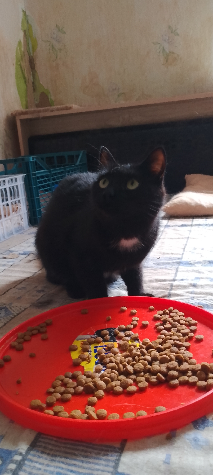A black cat with green eyes and a small white patch on its chest is sitting on a blue and white checkered surface, looking up and to the left. In the foreground, a red plastic plate is filled with dry cat food. Behind the cat, there are several plastic crates, one turquoise and one white, and a beige pillow. The background features a wall with peeling wallpaper that has a faded floral pattern. The scene appears to be indoors, possibly in a domestic setting. There is no identifiable information about the city of Belgorod, Russia, within the image.
