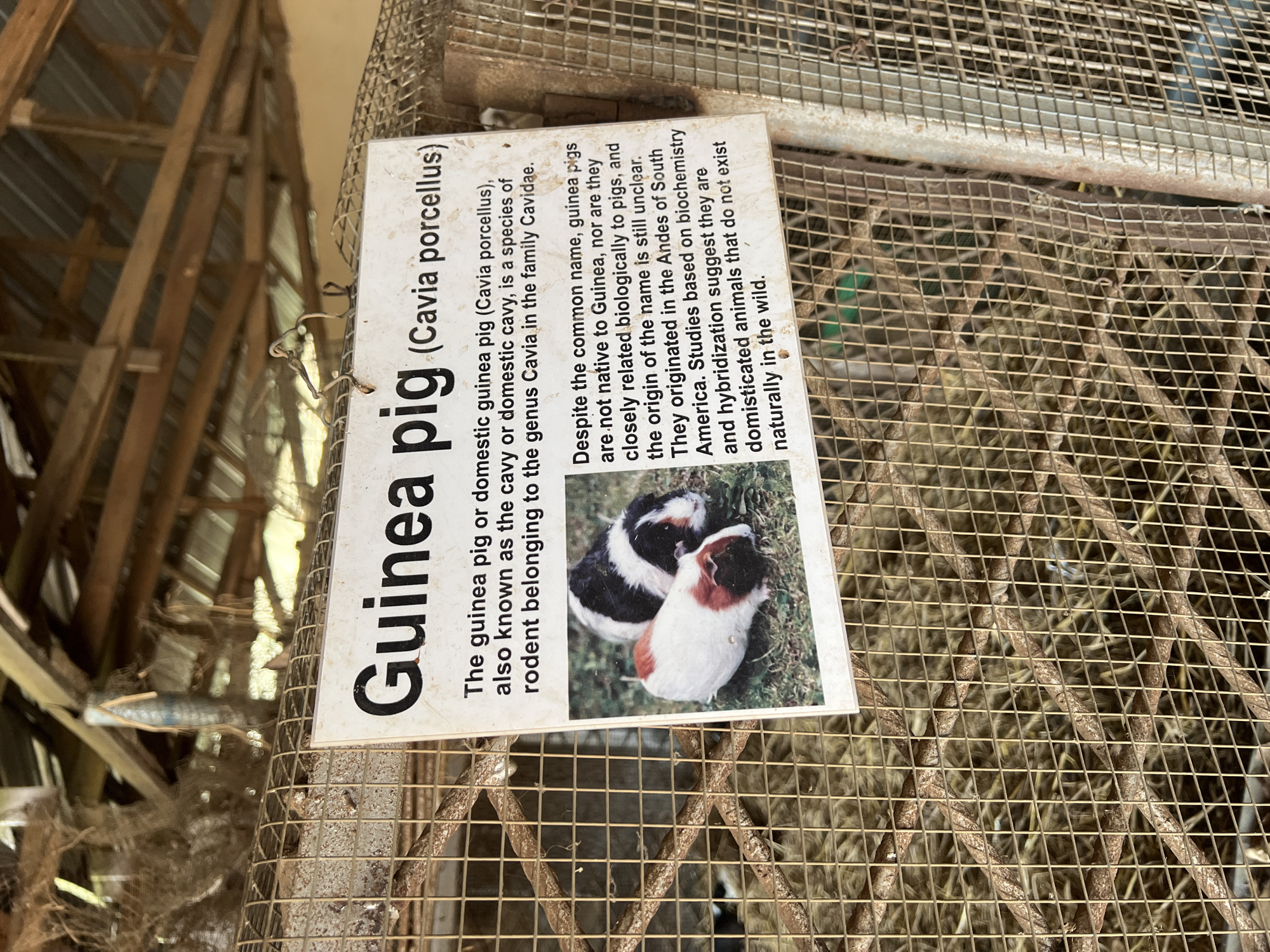 The image displays an informational sign about guinea pigs, titled "Guinea pig (Cavia porcellus)," attached to a wire mesh animal cage. The sign is oriented diagonally and provides details about the animal, including its scientific classification (Cavia porcellus, genus Cavia, family Cavidae) and clarifies that, despite its common name, it is not native to Guinea, nor biologically related to pigs. It states that guinea pigs originated in the Andes of South America and are domesticated animals not found in the wild. An image on the sign shows two guinea pigs, one black and white, and another brown and white.
The sign is affixed to a robust, somewhat aged wire mesh enclosure, within which bedding or hay is visible. In the background, a substantial wooden beam structure can be seen, suggesting an indoor or covered animal housing facility, possibly a barn or part of a zoo. The setting appears to be an educational exhibit for animals, located in Markurdi, Nigeria. The lighting suggests it is daytime.