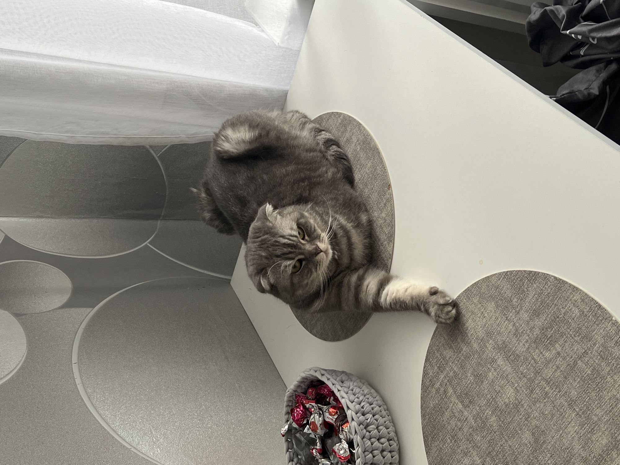 A gray Scottish Fold cat lies in a circular opening of a white cat tree. The cat extends one paw towards the right edge of the frame. A gray knitted basket filled with wrapped candies sits near the base of the tree. The background features a light gray floor with dark gray circular patterns and a white curtain in the top left corner. A dark bag or clothing is visible in the top right corner. The image was taken indoors. There is no evidence to suggest the location is Votkinsk, Russia.