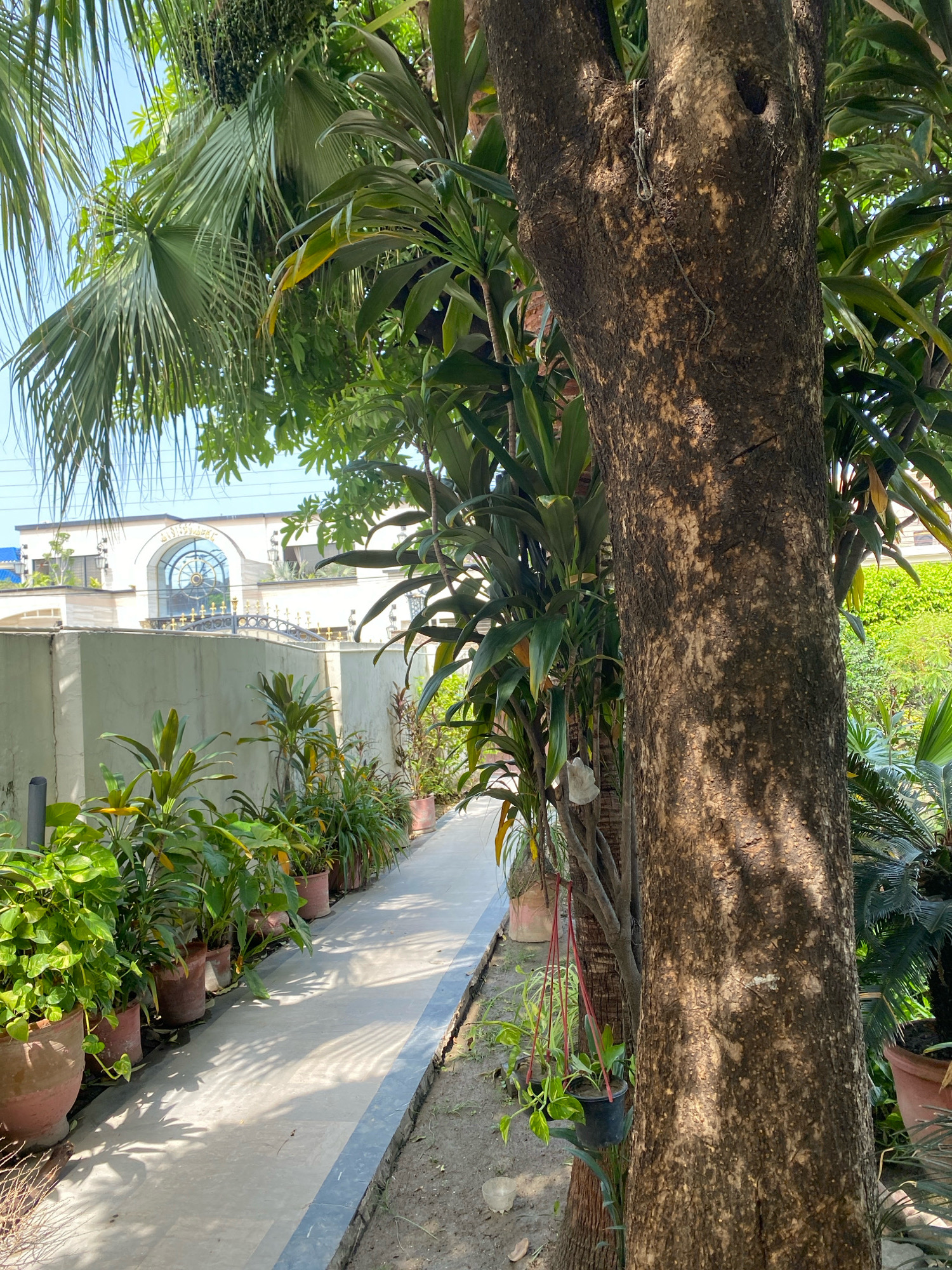 The image depicts a sun-dappled walkway lined with potted plants, leading towards a building with an arched window. A large tree trunk occupies the right foreground, its rough bark illuminated by patches of sunlight and shadow. Lush green foliage, including palm fronds, hangs from above, creating a canopy. In the background, a cream-colored building features a prominent arched window with decorative gold accents and a circular stained-glass element. A pale green wall runs along the left side of the walkway, separating it from the foreground greenery and the building. The ground is a mix of soil and a light-colored paved path. The overall scene suggests an outdoor environment, possibly a garden or courtyard, within a city like Keer, Pakistan, given the architectural style and vegetation. No people are visible in the frame.