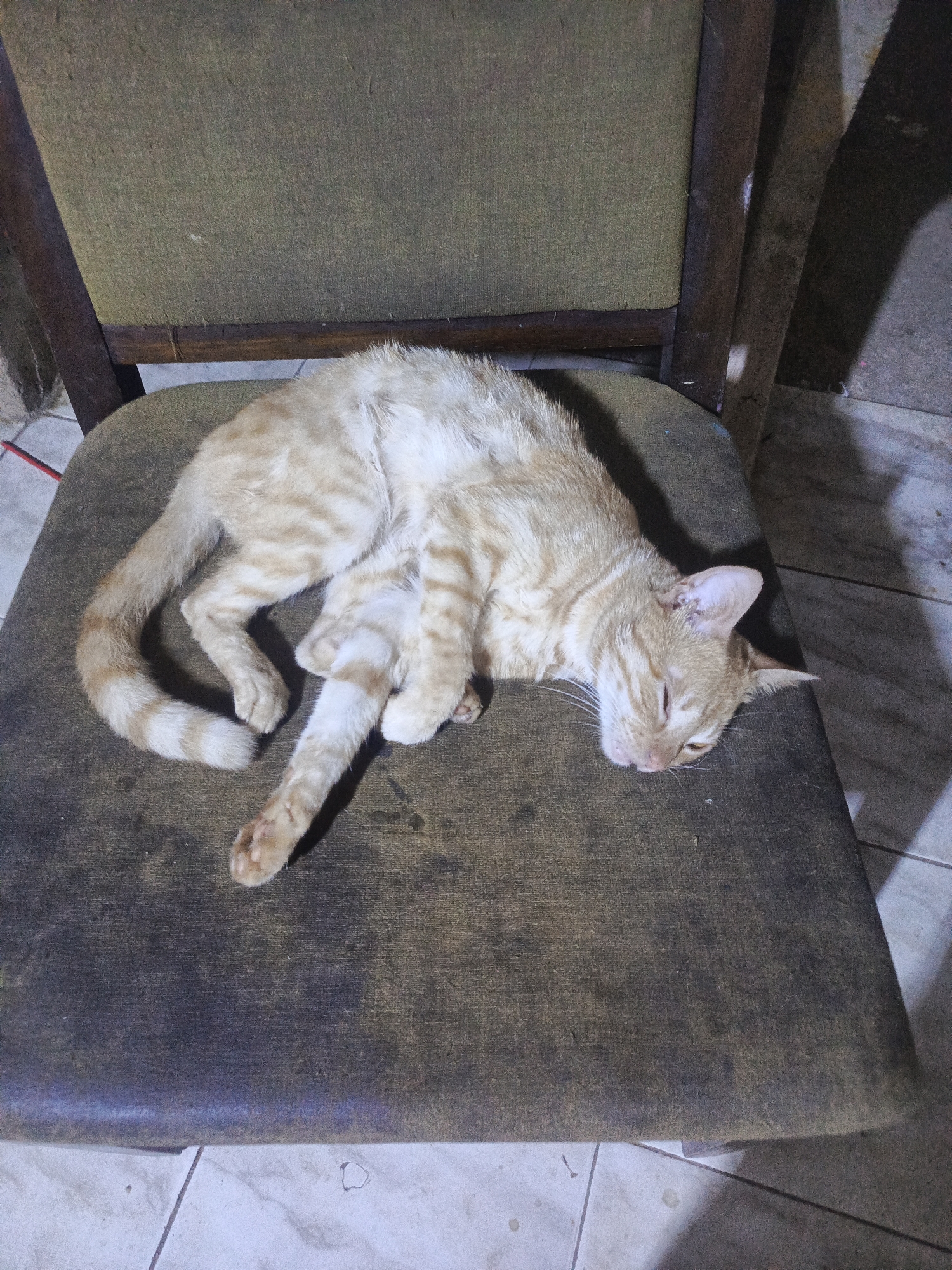 A ginger tabby cat is lying on a dark, upholstered chair. The chair has a dark wood frame with a green upholstered back. The chair sits on a tiled floor of white and gray tiles. The location is Juan Griego, Venezuela.