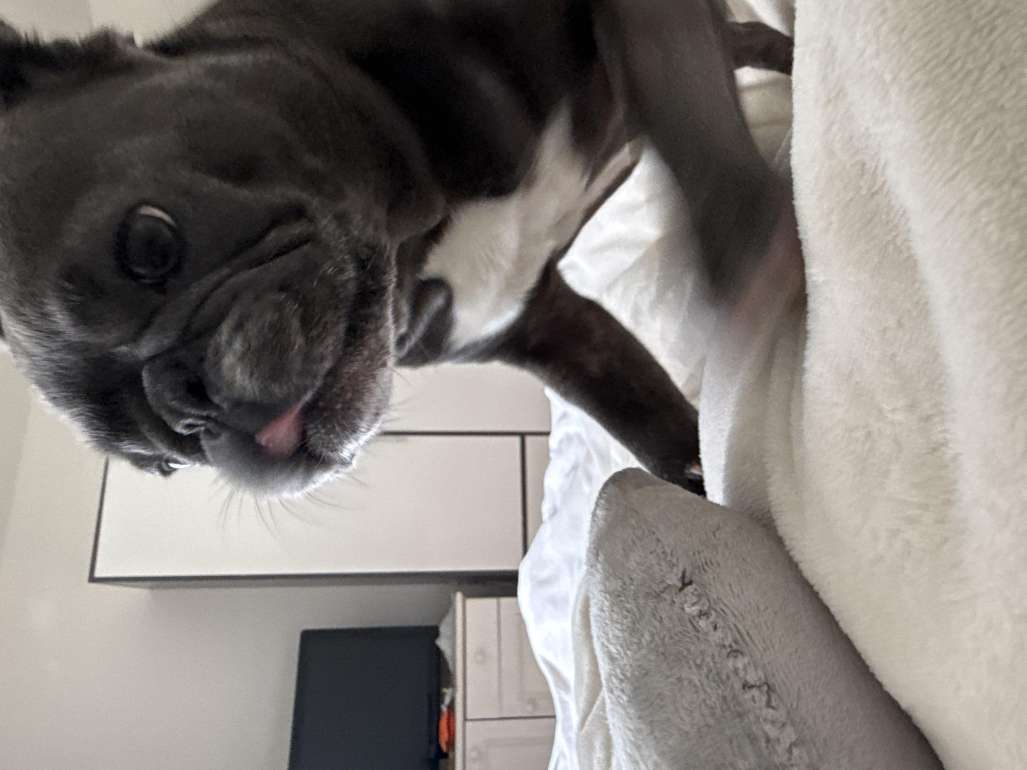 A dark gray French Bulldog is captured in a close-up, low-angle shot, positioned on a white, plush surface that appears to be a bed. The dog's face is partially visible, with its mouth slightly open and a pink tongue peeking out. The background shows a white wardrobe with a thin black outline and a dark television screen on a piece of furniture. The lighting is bright and even, suggesting an indoor setting. The dog is the primary subject, with its body angled towards the viewer and its paw resting on the surface in the foreground. The composition is dynamic, with a shallow depth of field blurring the background elements.