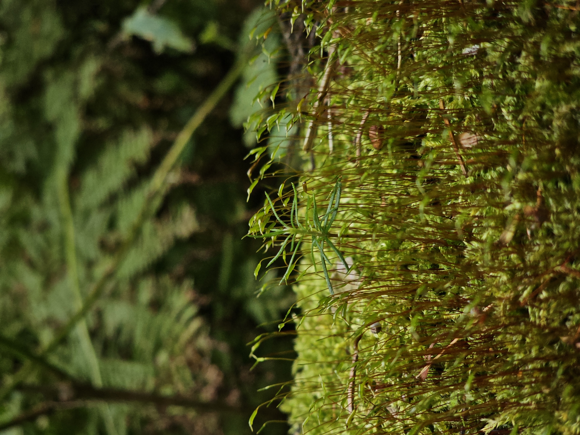 A close-up, ground-level view captures a dense carpet of vibrant green moss. Numerous thin, upright stalks, many topped with delicate green sporangia, rise from the mossy base, creating a textured, almost fuzzy appearance. A single, taller, more complex green plant with needle-like leaves stands out prominently on the right side of the frame. The background is softly blurred, revealing muted green and brown tones that suggest a natural, wooded environment. The scene is devoid of any human presence or activity. The location is identified as Odintsovo, Russia.