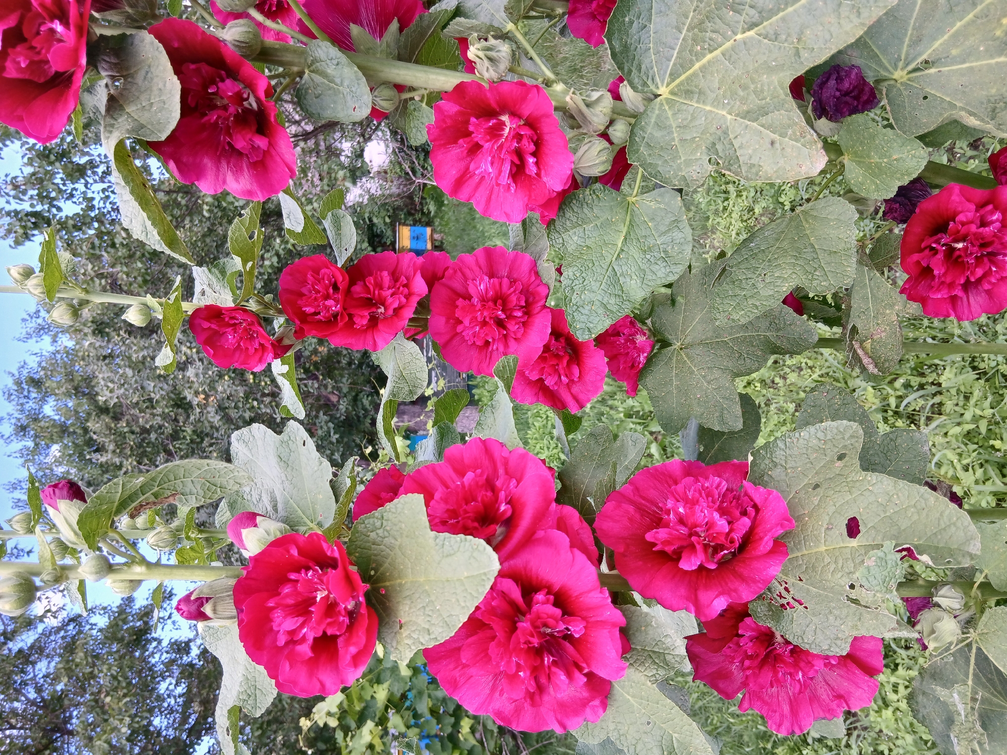 In Kholosne, Ukraine, a cluster of vibrant pink hollyhocks is in full bloom against a backdrop of green foliage and a clear blue sky. The flowers are densely packed on tall stalks, with some buds yet to open. The leaves of the hollyhocks are large and textured, some showing signs of damage, possibly from insects. In the background, a small, colorful beehive is visible, hinting at a nearby apiary. The overall scene captures the natural beauty of a garden in bloom, with a touch of rural life suggested by the presence of the beehive.