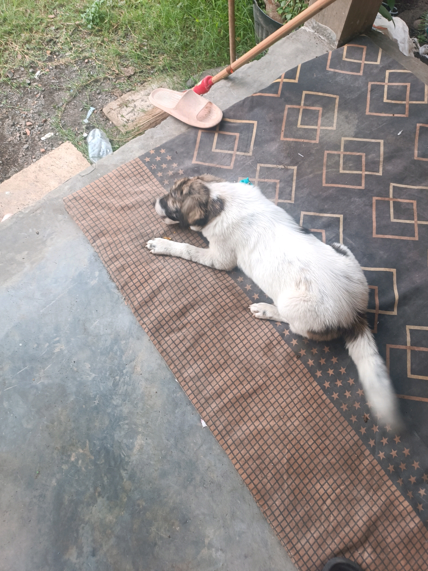 A medium-sized dog with white and brown fur is lying down on a patterned mat on a concrete surface. The dog is facing to the left. A portion of a broom with a red handle is visible in the upper left corner of the image, resting on the ground. A pink sandal is also on the ground near the broom. The environment appears to be outdoors, with some grass and dirt visible in the background. The scene is likely a yard or an outdoor area adjacent to a building. The location is specified as Tabanan, Indonesia.
