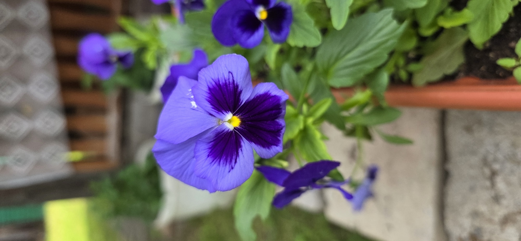 The image shows a close-up view of a vibrant purple pansy flower with a darker, almost black, center. The flower's petals are delicately curved, and a bright yellow stamen is visible at its core. The pansy is in focus, while the background is blurred, suggesting it is part of a garden or planted in a pot. Several other pansy flowers and green foliage are visible in the background, also out of focus. The setting appears to be outdoors, with hints of a wooden structure and possibly a paved surface. The overall impression is one of natural beauty and a calm, outdoor environment. The image was taken in Lensk, Russia, but no specific landmarks or context about the location within the city are provided in the visual itself.