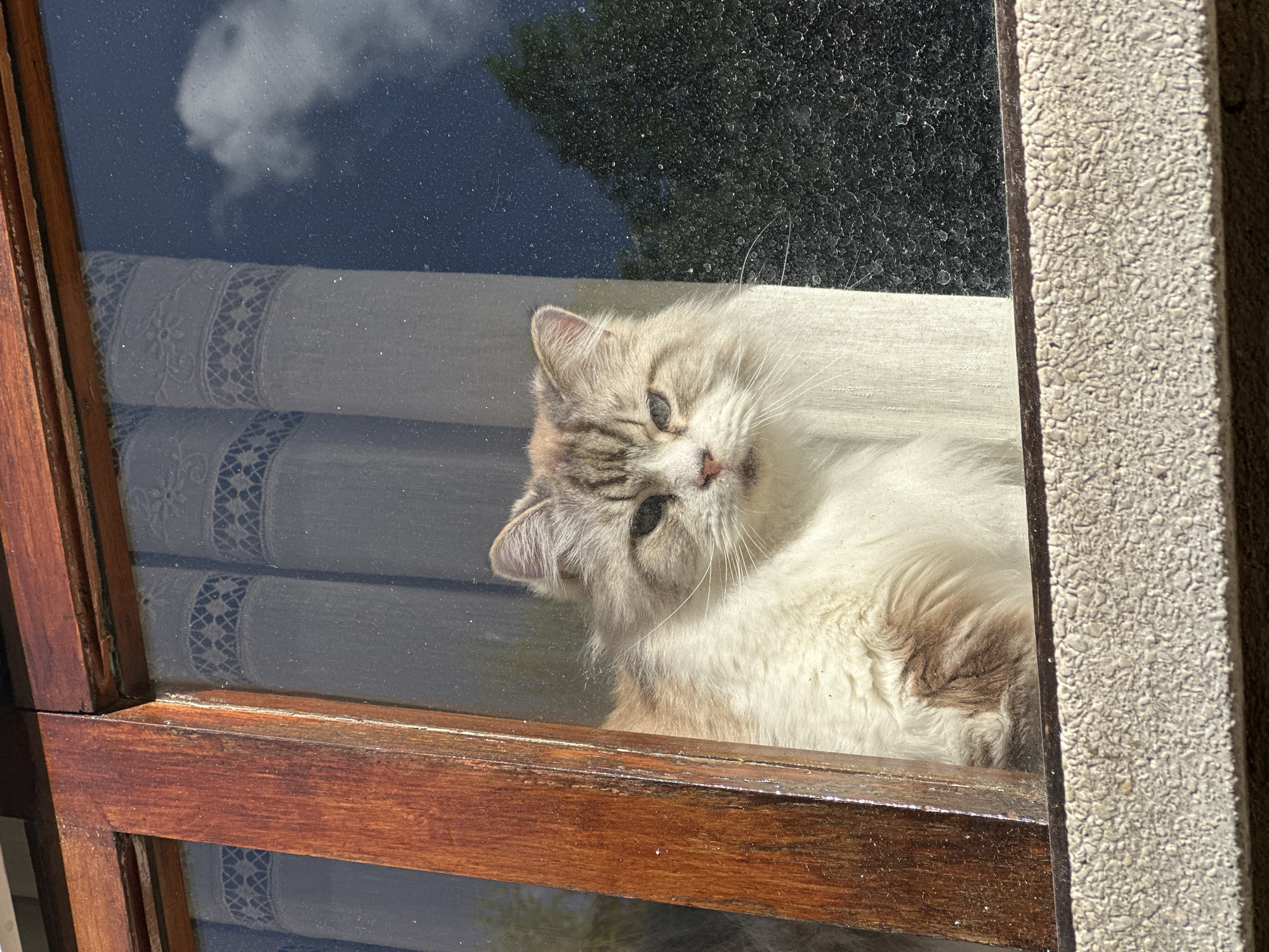 A fluffy, long-haired cat with cream and light brown/grey markings is the central subject, resting inside a building by a window and looking towards the viewer or outwards. Its head is slightly tilted, and its light-colored eyes are open. The cat's plush fur is illuminated by bright sunlight.
The window features dark brown wooden frames, which appear somewhat worn. Through the window glass, reflections of a cloudy blue sky and green trees or foliage are visible, indicating a bright, sunny day outdoors. Behind the cat and the glass, white lace curtains with decorative patterns can be seen, adding a domestic touch to the interior.
A notable detail is the condition of the window glass, which is visibly dirty with numerous water spots and dust particles, particularly evident against the darker reflections and the glass surface. Strong sunlight creates highlights on the cat's fur and the wooden window frame, casting some shadows. On the right side of the image, an exterior wall with a textured, pebbly finish is visible next to the window frame. The scene conveys a sense of calm, with the cat seemingly content observing its surroundings on a bright day. No text is visible in the image.