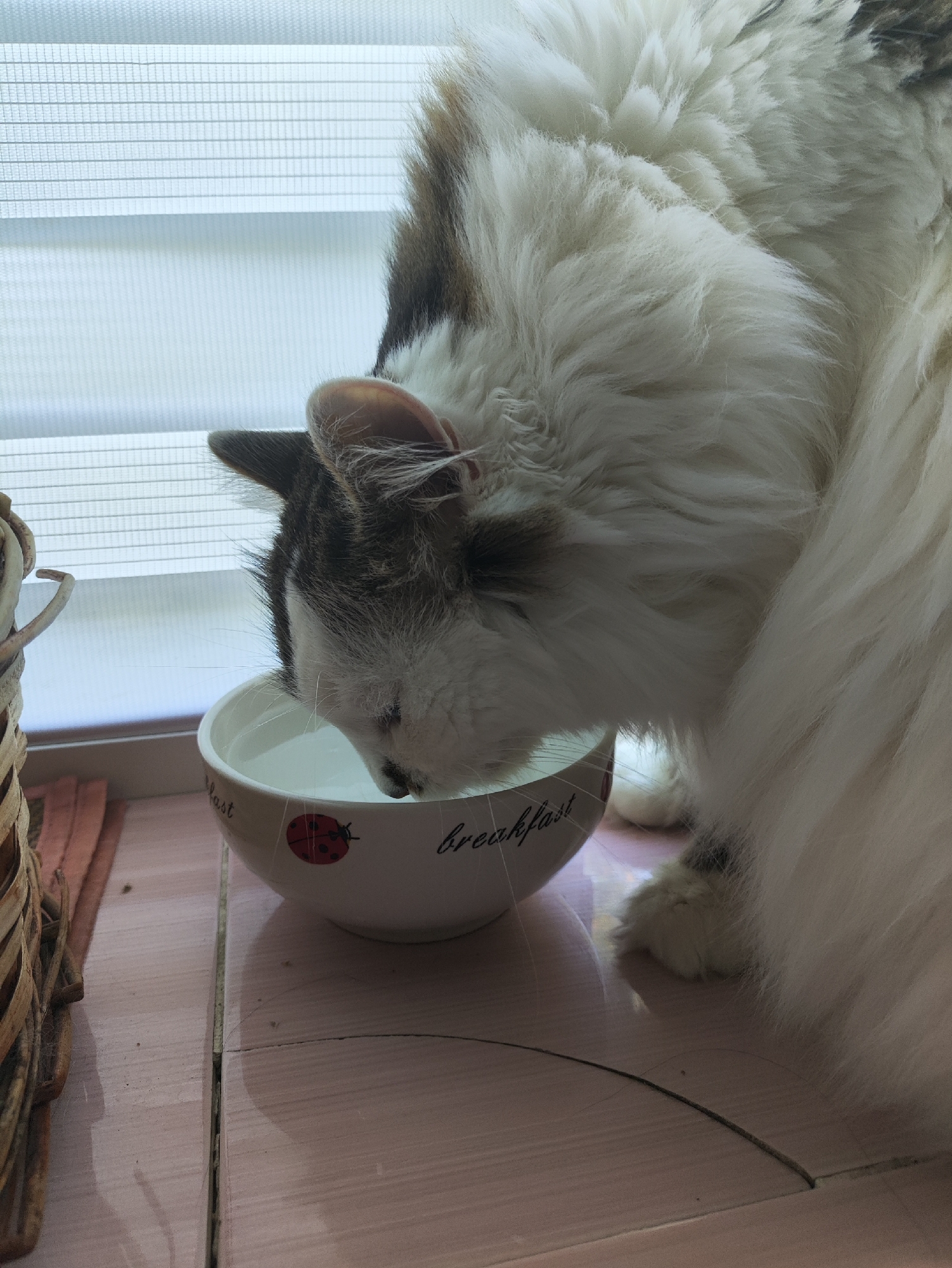 The image shows a fluffy cat with white and brown fur drinking water from a white bowl. The bowl is decorated with ladybugs and the word "breakfast". The cat is positioned on a pink tiled surface near a window with white blinds. A basket is visible to the left of the bowl. There is no information in the image to suggest a location in Kharkiv, Ukraine.