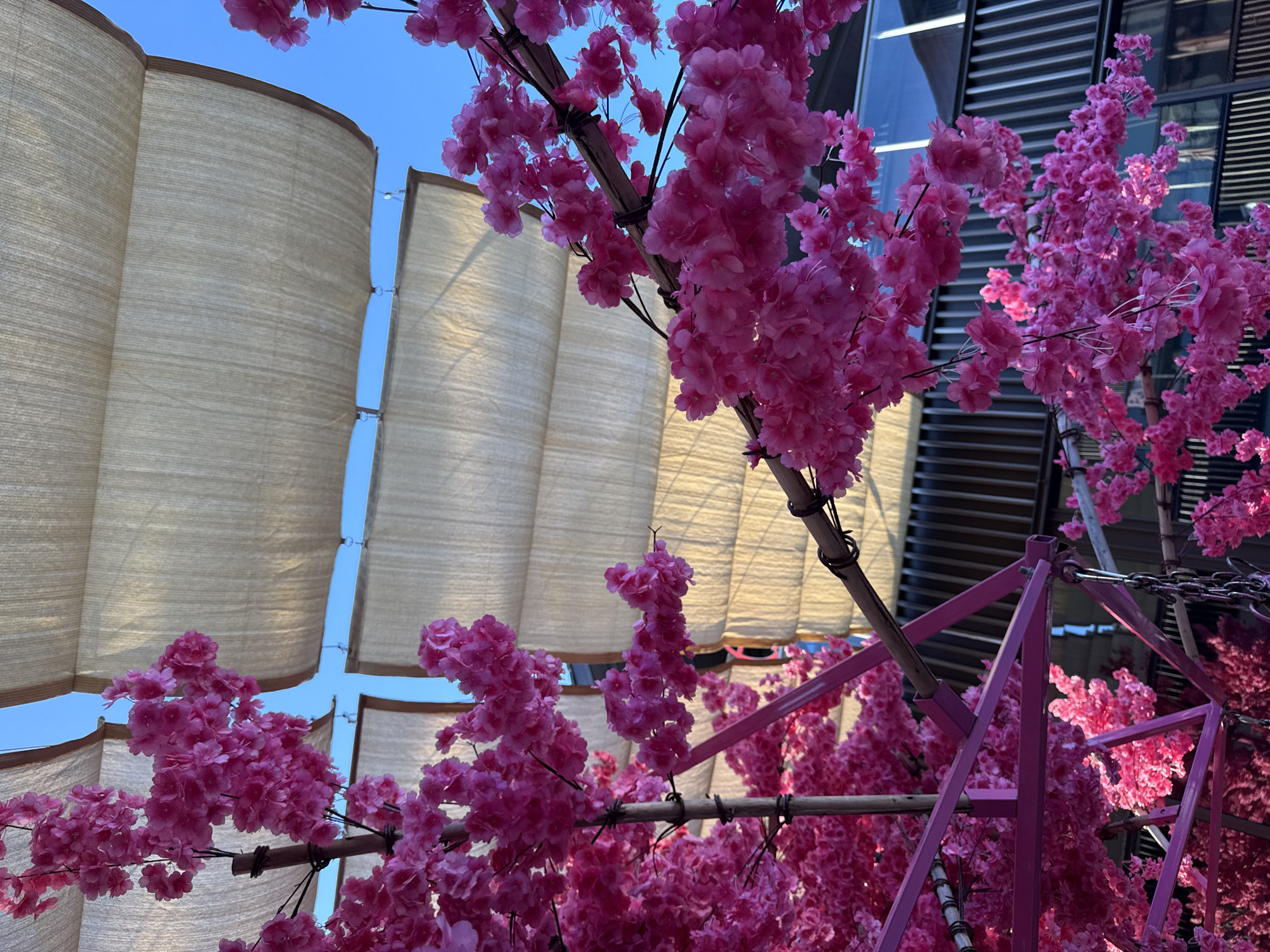 The image depicts a close-up view of artificial pink cherry blossoms cascading from artificial branches and a pink metal structure. These elements are positioned in the foreground, with a clear blue sky visible in the background. Partially obscuring the sky are several beige fabric canopies, strung in segments. The canopies appear to be made of a woven material and are supported by poles or frames. In the distance, a modern building with a dark, slatted facade is visible.
This scene is located at a cultural and creative park within the city of Yiwu, China, likely an outdoor seating or decorative area, possibly at a restaurant or cafe, designed to evoke an aesthetic inspired by Japanese cherry blossoms.