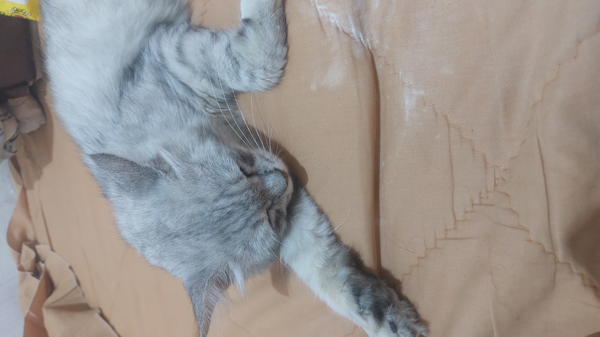 A silver tabby cat with closed eyes is resting on a brown fabric surface. The cat's fur is long and fluffy, with darker stripes visible on its head and body. One of its front paws is extended forward, resting on the fabric. The fabric appears to be wrinkled and has some light-colored markings, possibly dust or debris, on its surface. The background is blurred and shows a hint of crumpled paper or fabric and a yellow object with some text on it. The scene suggests a domestic setting, likely indoors, in Jatirogo, Indonesia.