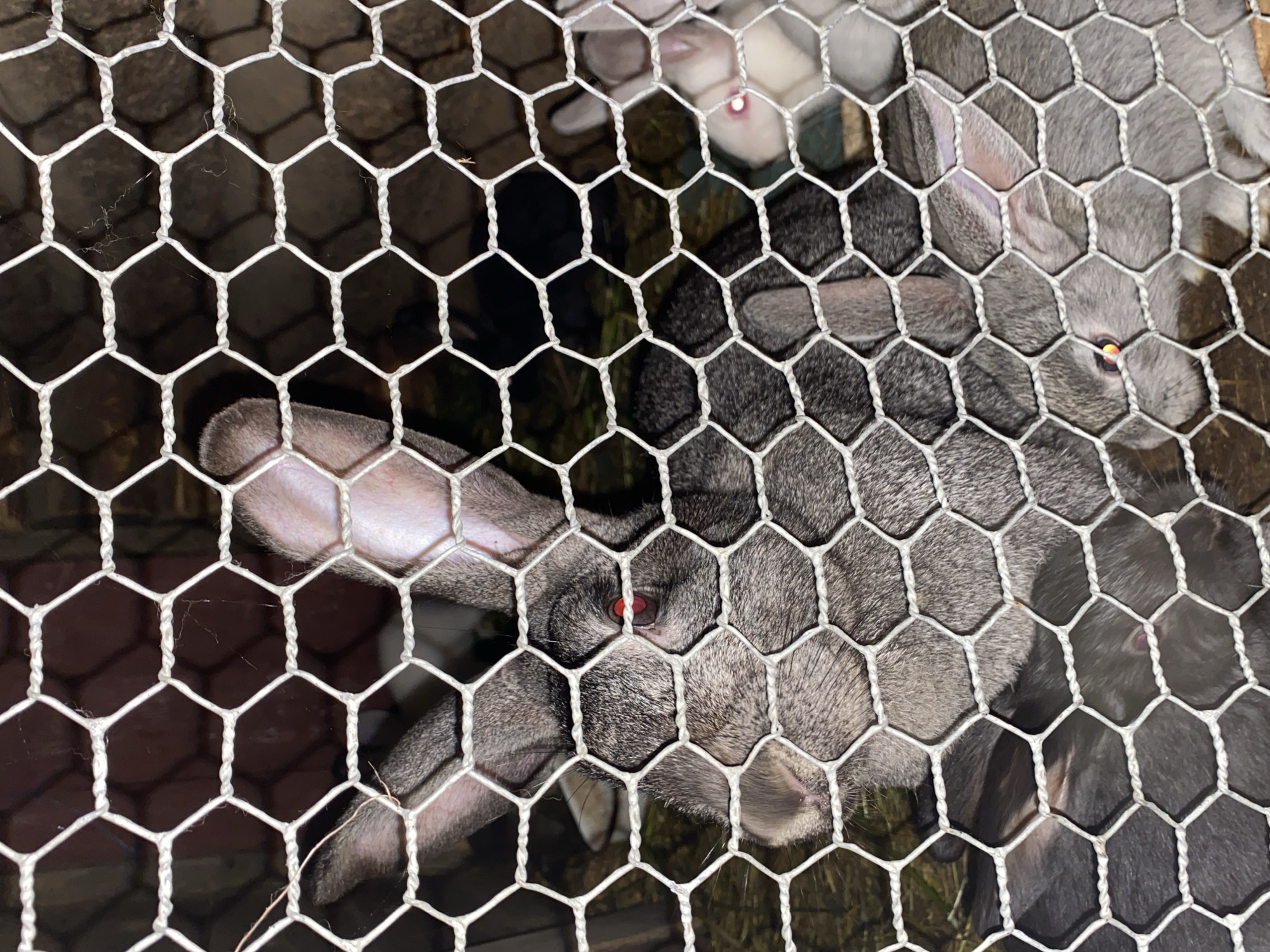 In Вассята, Russia, a close-up, eye-level shot captures a group of rabbits within a hexagonal wire enclosure. The foreground is dominated by the mesh of the cage, with several rabbits visible behind it. A large gray rabbit with red eyes is prominently featured in the center, its head turned towards the viewer. To its left and slightly behind, another gray rabbit is visible. In the upper right portion of the frame, a white rabbit with pink eyes is partially obscured by the mesh. The background is dark and indistinct, with some hay or nesting material visible on the ground. The lighting is dim, creating shadows and highlighting the textures of the rabbits' fur and the wire mesh.