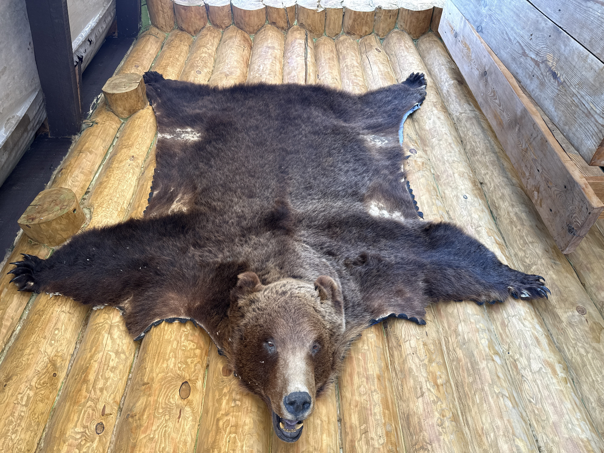 A taxidermied, dark brown bear skin is vertically mounted on a light-colored log wall in Tyulyuk, Russia. The hide, complete with the bear's head and all four paws, is spread flat. The head is positioned towards the upper left, featuring a preserved snout, visible teeth including canines, and dark eyes. Each paw displays intact claws. The perimeter of the hide, where it meets the wall, reveals a light blue backing material.
The wall behind the hide is constructed from horizontal, rounded, light brown wooden logs with visible grain and knots. Gaps between the logs are sealed with a greenish-white chinking material. Above the log wall, a dark wooden beam supports a lighter-colored ceiling or overhang, possibly made of concrete or painted wood. To the lower right, a portion of a raw, light-toned wooden bench or table, constructed from planks, is visible. The scene is illuminated by natural light, casting subtle shadows. No individuals are present.