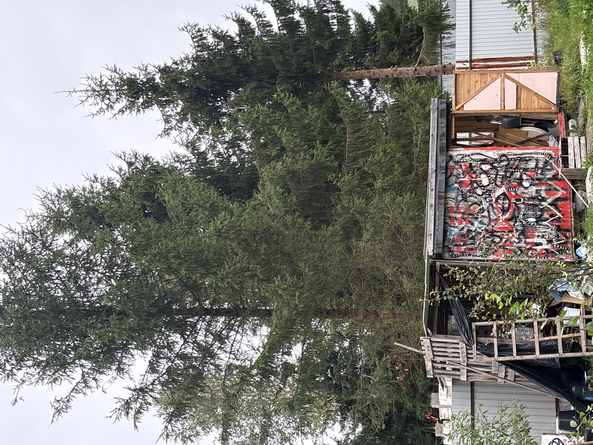 In Lyady, Russia, an outdoor scene is captured with large evergreen trees dominating the background. In the foreground, a small, roughly constructed shed stands. The shed's exterior is heavily adorned with graffiti, featuring a chaotic mix of red, white, and black spray-painted designs, including what appears to be an eye motif. To the left of the shed, a wooden pallet structure with a ladder leans against it, and black tarp is visible. The shed's door is open, revealing a dark interior with some objects leaning against the back wall, including what appears to be a black bag and part of a shovel. To the right of the shed, a wooden door with light pink insulation panels is ajar. A pale metal fence runs behind the shed, and green grass and some foliage are present in the foreground and around the structure. The sky is overcast.