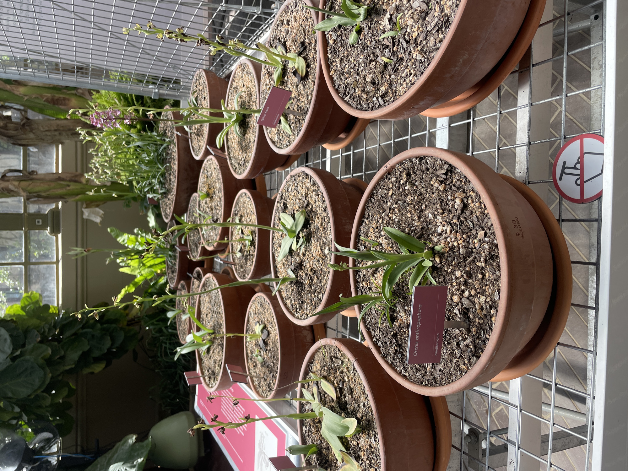 The image shows a collection of potted Orchis anthropophora plants in a greenhouse setting. The plants are arranged in rows on a metal shelf. The pots are made of terracotta. Each pot contains a plant and a small marker with the name "Orchis anthropophora" on it. There is a sticker to prevent people from touching the plants. Other plants and objects are visible in the background and through a window to the outside. The image was taken at the Botanical Garden of Barcelona, Spain.