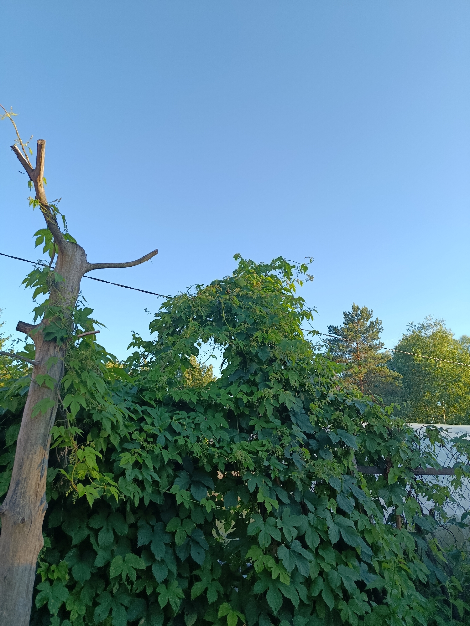 The image depicts a bright, clear day in a rural setting, likely a backyard or garden. The sky is a vibrant, cloudless blue, suggesting fair weather and possibly morning or late afternoon due to the warm lighting on the foliage and tree trunk. The scene is dominated by lush green foliage, primarily from a climbing plant that has grown over a fence and around a weathered, upright tree trunk.
The tree trunk, positioned on the left side of the frame, is thick and textured, with a rough, grey-brown bark. It appears to be a dead or dormant tree, now serving as a trellis for the vibrant green vine. The vine has produced numerous large, palmate leaves and smaller clusters of developing seed cones, indicating a healthy growth phase. The vine forms an arching structure, creating a natural canopy effect.
In the background, a line of trees, including a prominent pine tree with a reddish-brown trunk, can be seen. To the right, a white fence is partially visible, covered by more of the green vine. A thin black wire, possibly a power line or part of a support structure for the vine, stretches horizontally across the upper portion of the image.
There are no people visible in the image. The overall atmosphere is one of natural beauty and growth, with the bright sunlight highlighting the textures of the plants and the clear sky. The location context suggests this is in Vereya, Russia, a place known for its natural landscapes and dacha culture, which aligns with the observed scene. The time of day is likely during the "golden hour" given the quality of light. No text is visible in the image.