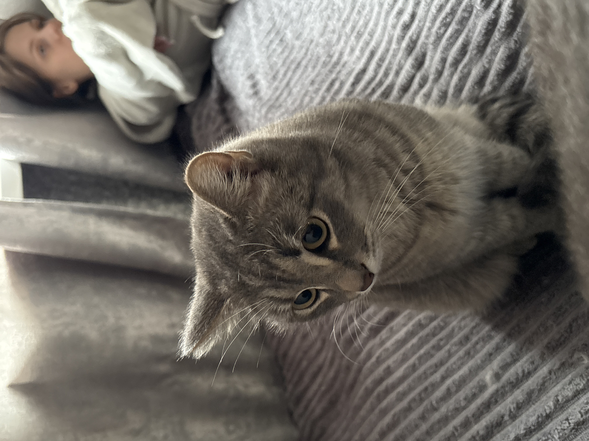 A gray tabby cat is the primary subject of the image. It is positioned on a gray striped blanket or cushion. The cat is looking down and slightly to the left. In the background, slightly out of focus, a person is lying down, possibly on the same surface as the cat. The person is wearing light-colored clothing, possibly a sweatshirt. The lighting appears to be natural and coming from the left side of the frame. The scene appears to be indoors. There is no explicit indication of the location being in Фоки, Russia.