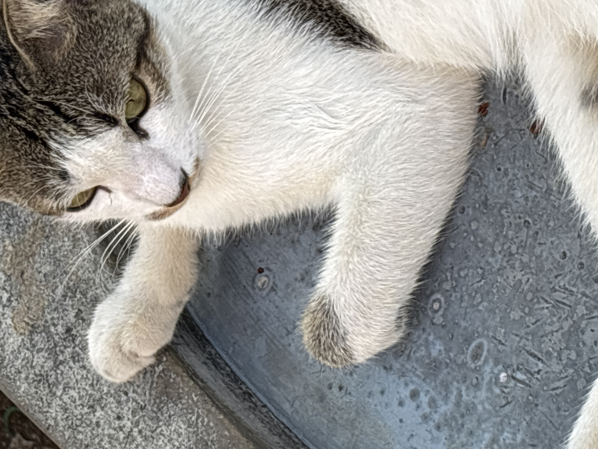 A close-up, high-angle shot shows a white and gray tabby cat lying on a rough, gray surface that appears to be concrete or stone. The cat's face is partially visible, with green eyes looking slightly to the left. Its front paws are also visible, one resting near its head, the other extended. The cat's fur is primarily white with patches of gray tabby markings on its head and back. The background consists of more of the textured gray surface. There are no people or other animals present. The scene is outdoors, and the lighting suggests it is daytime. The specific location in West Jakarta, Indonesia is not discernible from the image.
