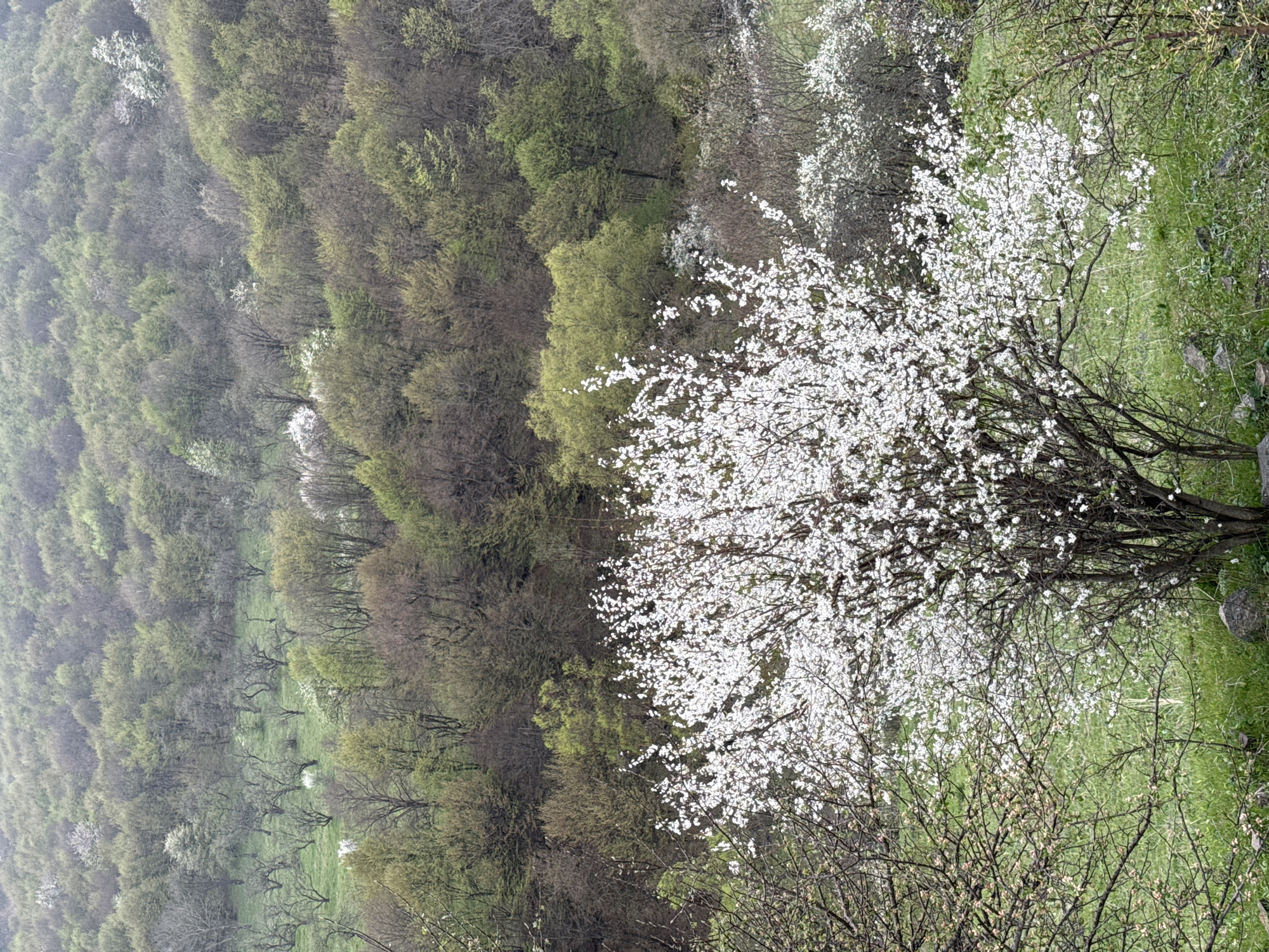 The image captures a hillside scene near Karaberd, Armenia. A tree with vibrant white blossoms dominates the foreground, set against a backdrop of green grass. Behind the tree, a dense forest covers the hillside. The forest transitions from bare branches in the distance to trees with varying shades of green foliage closer to the midground. The scene is likely taken during spring, evidenced by the blooming tree and newly budding leaves on other trees. A sense of depth is created by the perspective of the hillside.