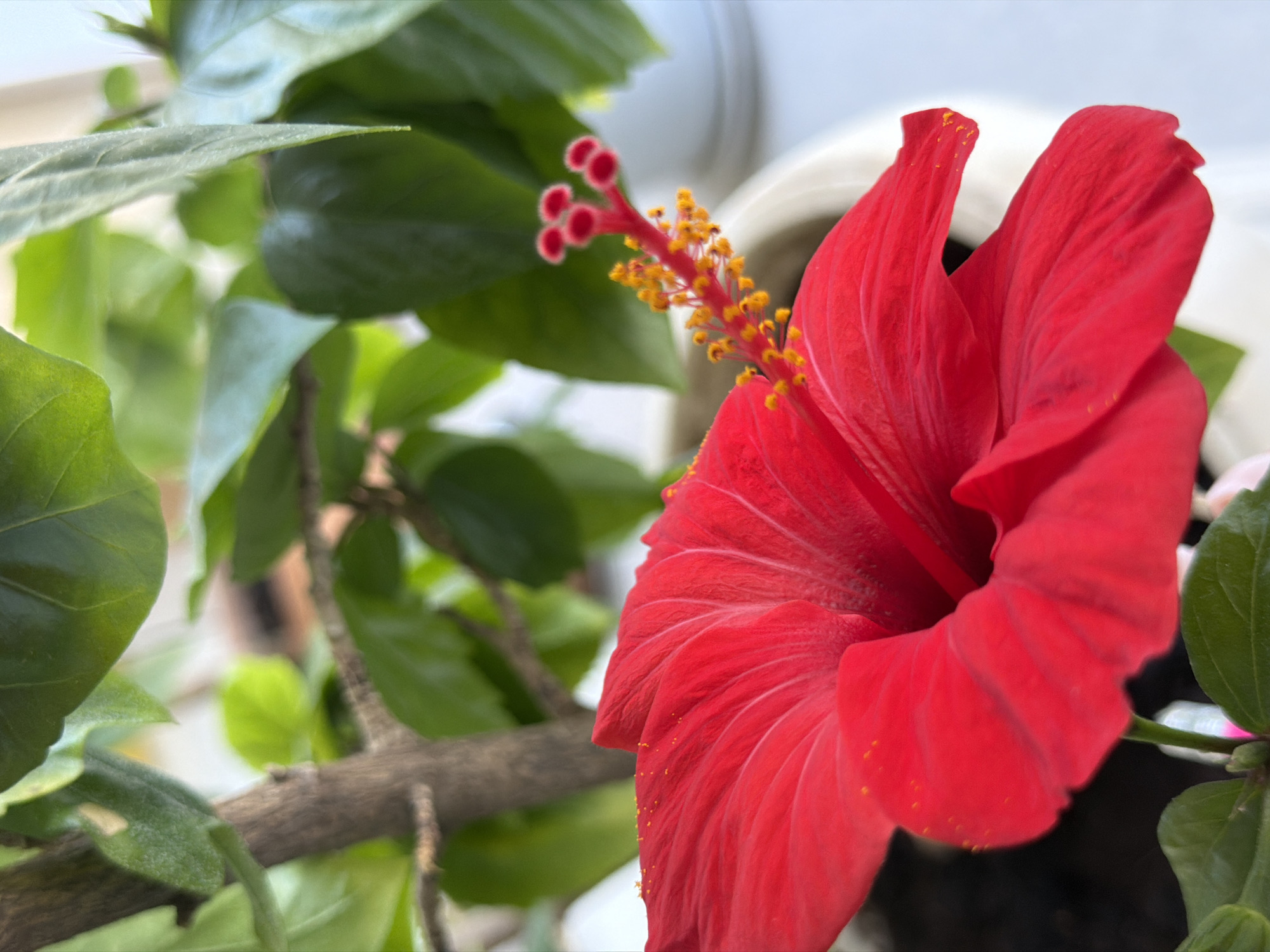 The image is a close-up, outdoor shot of a vibrant red hibiscus flower. The flower is in full bloom, with its petals unfurling. The stamens, tipped with yellow pollen, are prominently visible in the center of the flower. The flower is part of a larger plant, with lush green leaves and a brown stem also visible in the frame. The background is softly blurred, suggesting a shallow depth of field, and consists of more greenery and a white pot. The lighting appears natural, casting subtle shadows and highlighting the texture of the petals and leaves. There are no people or animals in the image. The scene is indoors, with the plant positioned near a window or light source, as evidenced by the bright, diffused light and the white background which could be a wall or curtain.