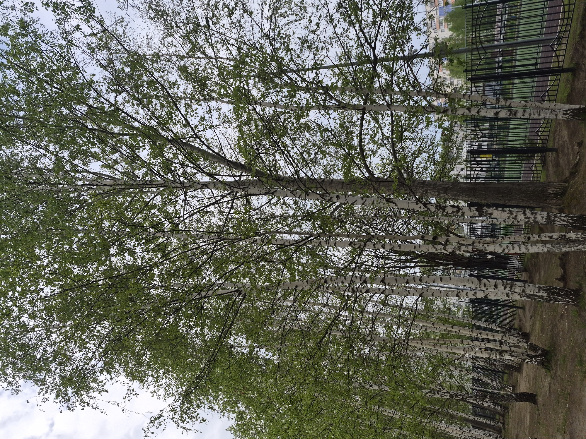 The image shows a row of birch trees in Tobolsk, Russia. The trees have white bark with black markings and are covered in green leaves. A black metal fence runs parallel to the trees, and a sports field with green turf can be seen beyond the fence. In the background, there are residential buildings. The sky is overcast.