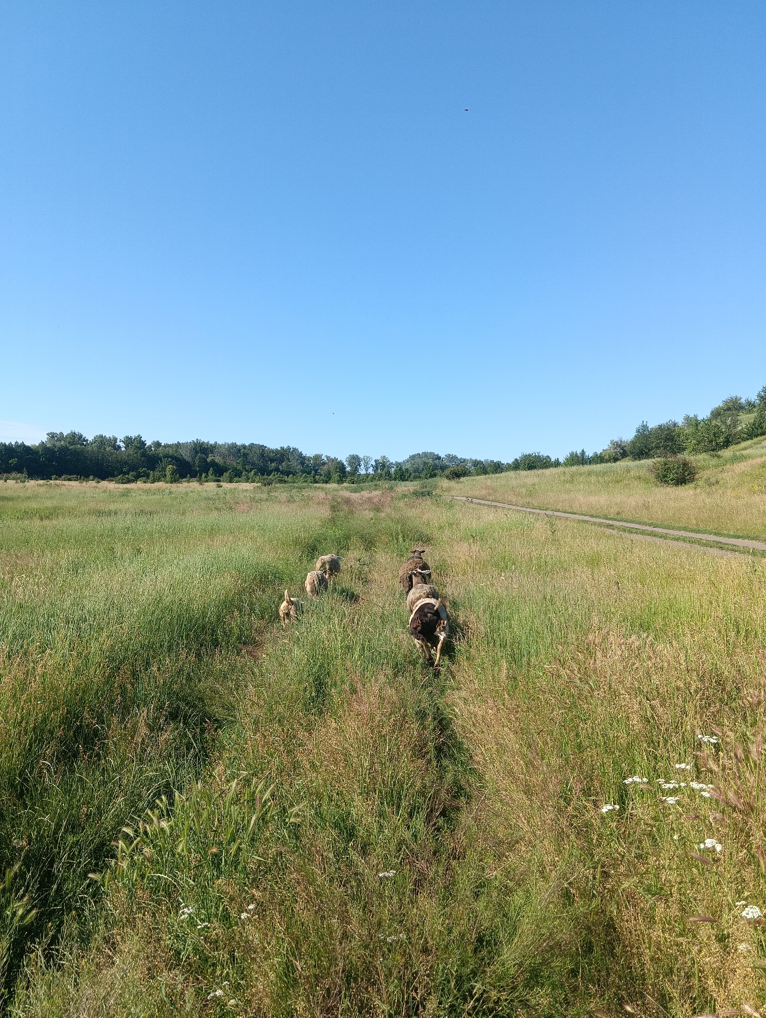 A flock of sheep, including at least one lamb, is walking along a path through a grassy field under a clear blue sky. The sheep are moving away from the viewer, with their backs mostly visible. The field is overgrown with tall grasses and some wildflowers, with a line of trees in the distance. A dirt road can be seen curving through the field to the right of the sheep. The scene appears to be a rural landscape, possibly in an undeveloped area of a city.