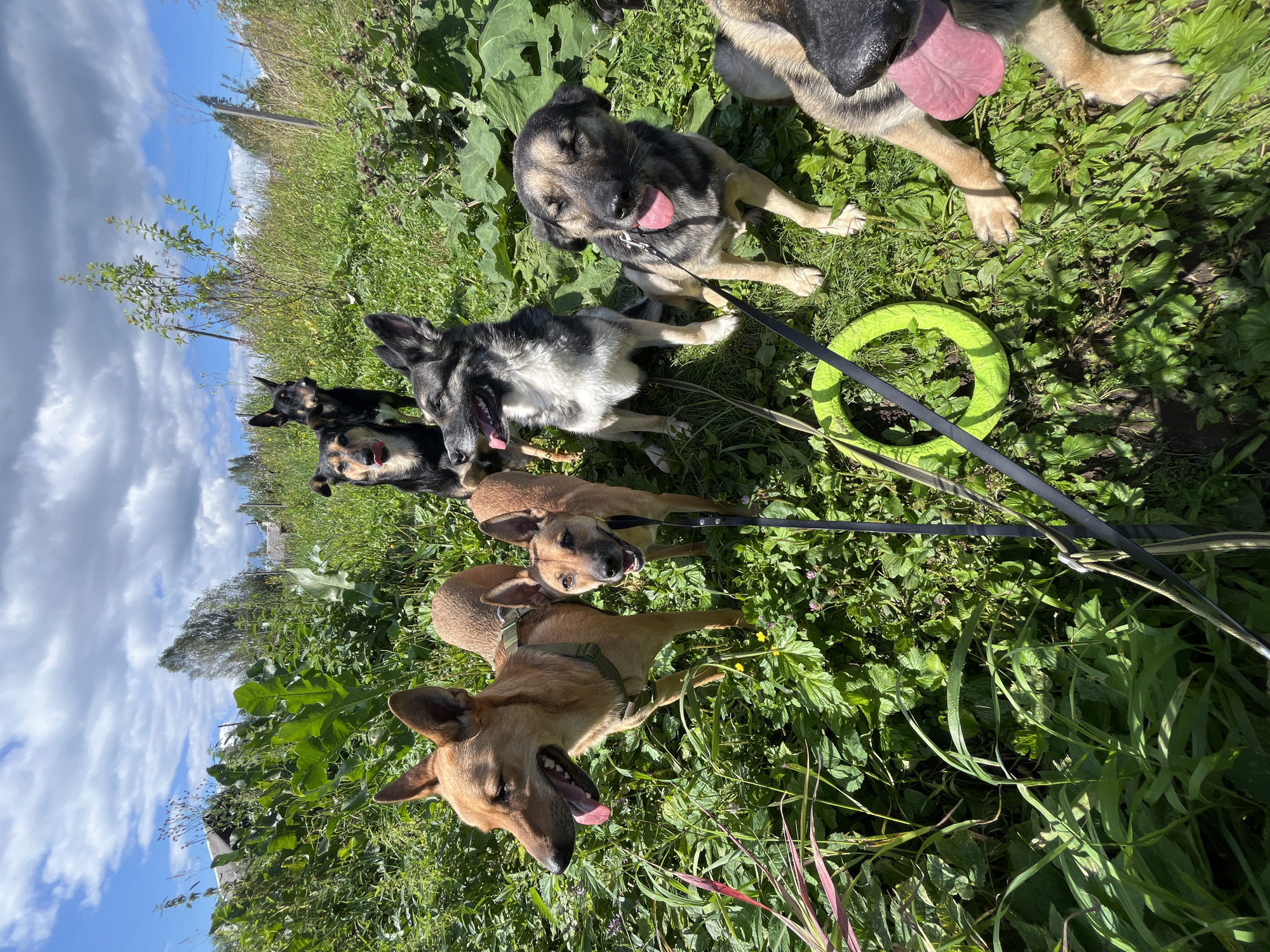 A group of seven dogs of varying breeds and sizes are gathered in a sunlit, grassy outdoor area with lush green vegetation and some wildflowers. The dogs appear to be on leashes, with black leashes visible in the foreground. One dog in the foreground on the left is a tan-colored medium-sized dog with its mouth open and tongue hanging out, looking to the left. Beside it is a smaller tan-colored dog, also with its mouth open and tongue out. In the center background, a black and tan dog with upright ears is looking to the right. To the right of this dog is a grey and black dog with its tongue out. In the middle ground, slightly to the left, a tan dog with its mouth open is facing left. Further to the right, a larger tan and black dog is sitting with its eyes closed and tongue out. In the lower right corner, the head and snout of a black dog are visible, with its tongue hanging out. A bright green, circular dog toy is lying on the grass in the foreground, near the center. The background shows a rural or semi-rural landscape with some trees and hints of weathered wooden structures, suggesting a location possibly on the outskirts of a settlement. The sky is blue with fluffy white clouds. The overall impression is a candid scene of dogs enjoying an outdoor activity on a warm, sunny day. This scene is consistent with various locations within the city of Nizhny Tagil, Russia, particularly in its suburban or rural fringe areas where such open, vegetated spaces are common.