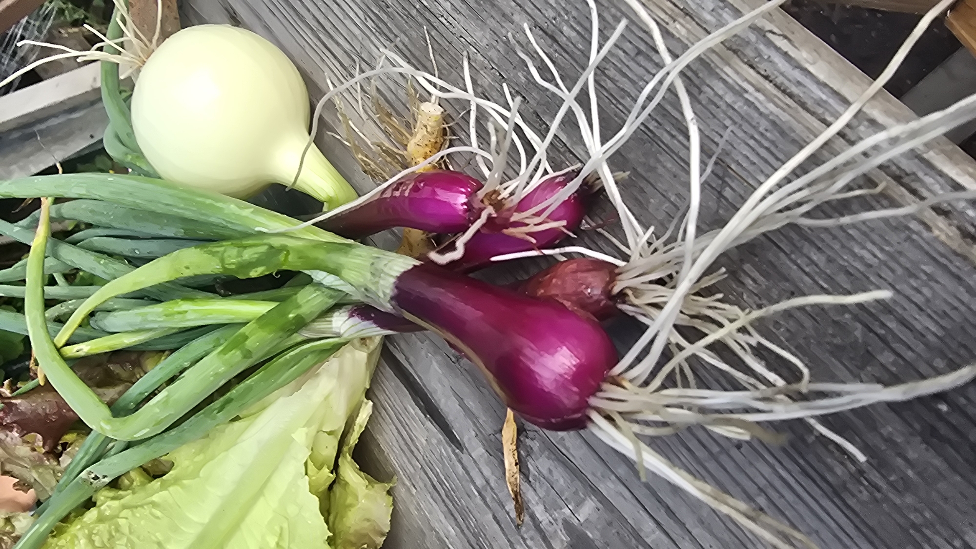 A close-up shot shows a pile of freshly harvested red onions with their roots attached, resting on a weathered wooden surface. To the left, a head of pale green lettuce is visible, along with some darker red leafy greens, possibly another type of lettuce or cabbage. In the background, a large, light-yellow onion with a smooth, round surface lies to the right of a bunch of green onions. The wooden surface appears to be planks laid side-by-side, with visible grain and some wear. The lighting suggests an outdoor setting, possibly a garden or farm stand. The scene is devoid of any people or discernible activity. The image does not contain any information that would allow for the identification of its location in Wrocław, Poland, or any other specific geographical place.