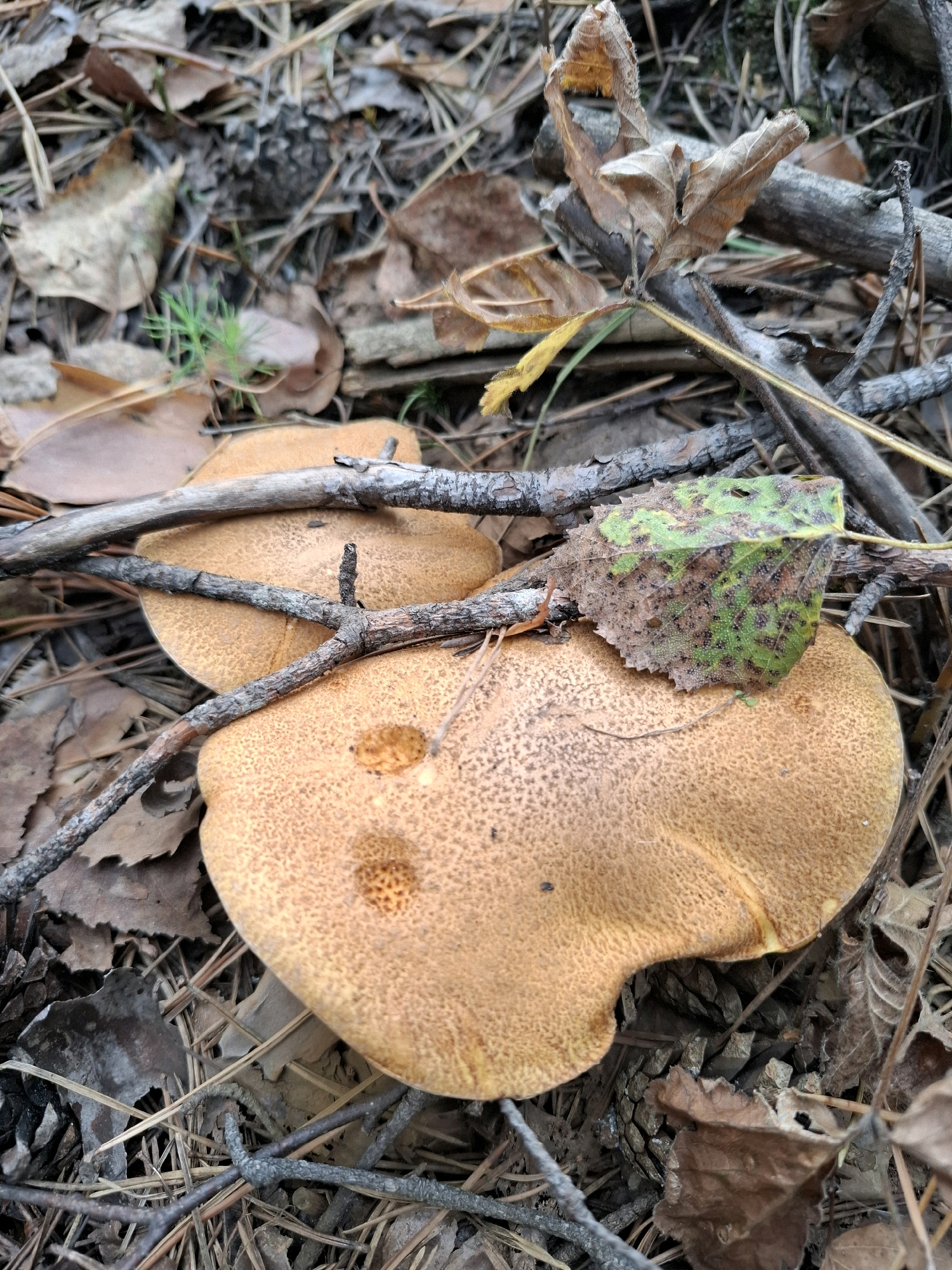 The image shows a close-up view of two large, tan-colored mushrooms on the forest floor in Винзили, Russia. The mushrooms have a slightly textured surface and are partially covered by fallen leaves and twigs. One mushroom is larger and more prominent, with a rounded cap. The other mushroom is smaller and positioned slightly behind and to the left of the larger one. Several dry, brown leaves and a single green leaf with brown spots are scattered across the scene. Thin, dark branches crisscross over and around the mushrooms. The ground is covered with a mix of pine needles, leaf litter, and small twigs, typical of a forest environment. The lighting suggests an outdoor, natural setting, likely during the day. There are no people or animals visible in the image.