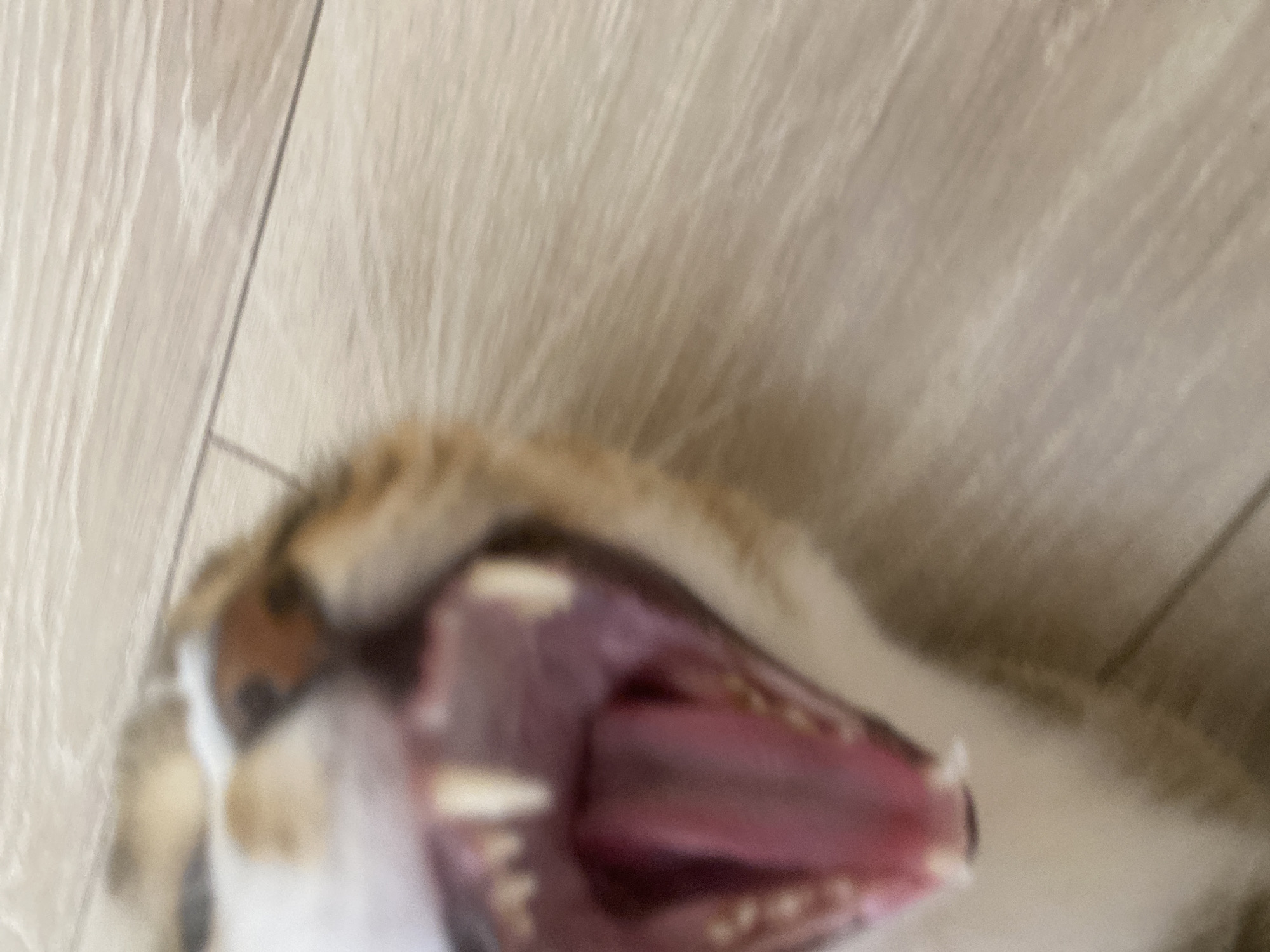 The media file shows a close-up, blurry view of a cat's open mouth, revealing its pink tongue and teeth. The cat appears to be yawning or possibly in distress. The background consists of a light-colored, wooden floor. The lighting suggests it is daytime. No text is visible. The overall impression is one of an intimate, candid moment captured with a focus on the animal's facial expression.