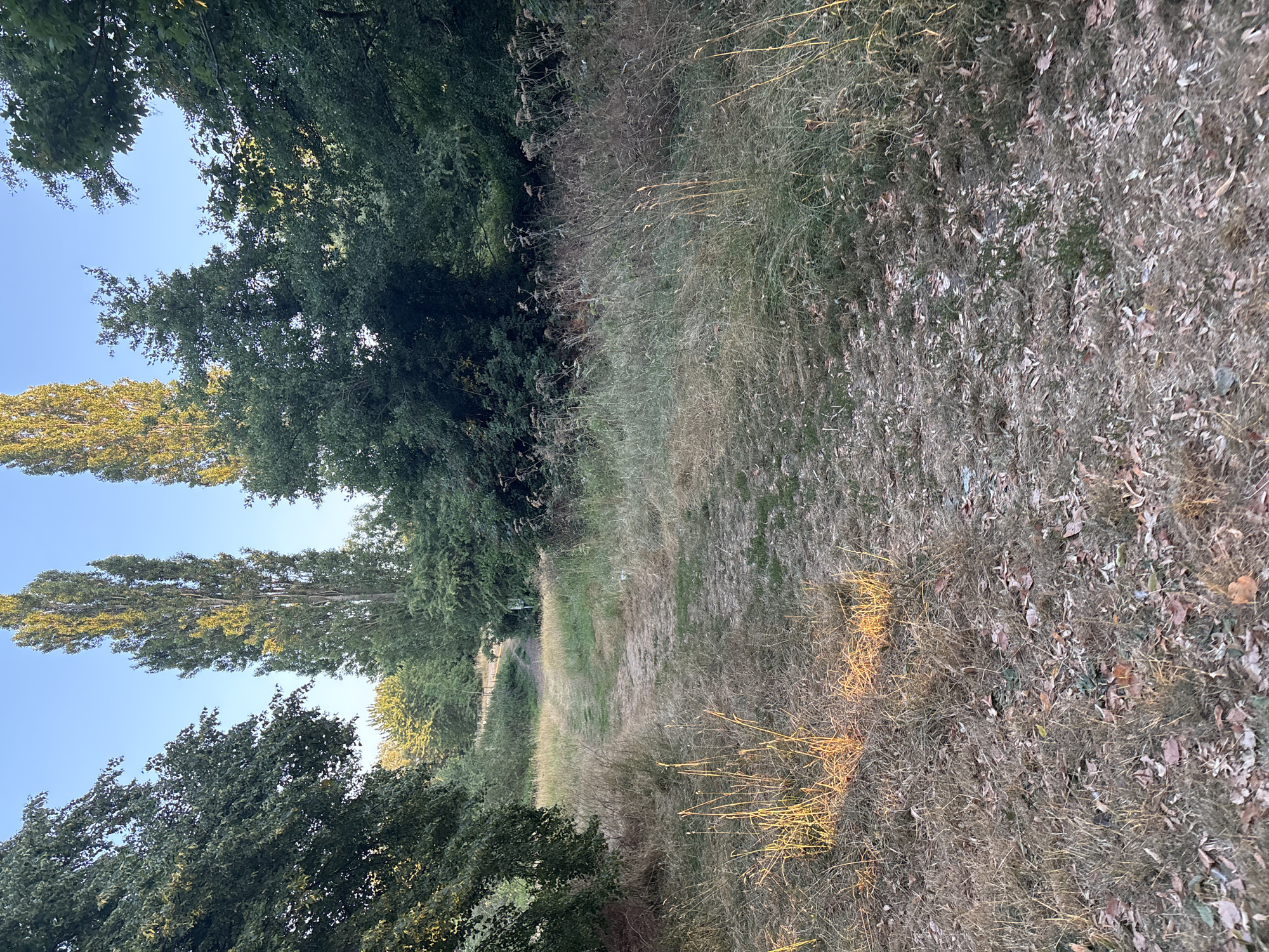 The image depicts a path winding through a dry, grassy field, bordered by dense trees and tall, slender trees. The ground is covered with dried grass, fallen leaves, and some scattered debris. The path appears to be made of packed earth and is partially obscured by the surrounding vegetation. Sunlight illuminates the grass on the left side of the path, creating a warm glow. The sky is clear and blue. The scene suggests an outdoor environment, likely a park or rural area, with no people or visible structures. The specific location in Chelmsford, United Kingdom, is not discernible from the image itself.