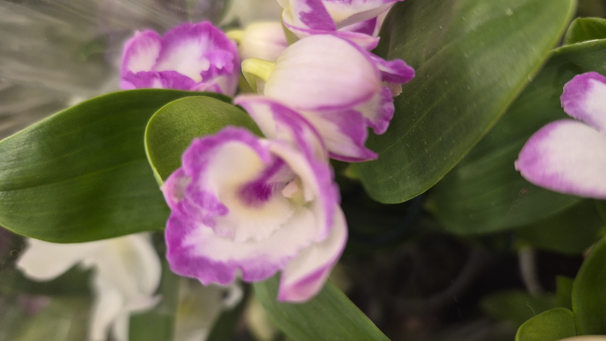 The image shows a close-up of a flowering plant, possibly an orchid, with white and purple petals and green leaves. The flowers are delicate and have a ruffled appearance. The plant is likely in a botanical garden or a greenhouse, given the controlled environment suggested by the background blur. There are no people or animals visible in the image. The scene is indoors and well-lit, with the focus on the intricate details of the flowers. There is no information or visual cue to associate this image with the city of Līvāni, Latvia.