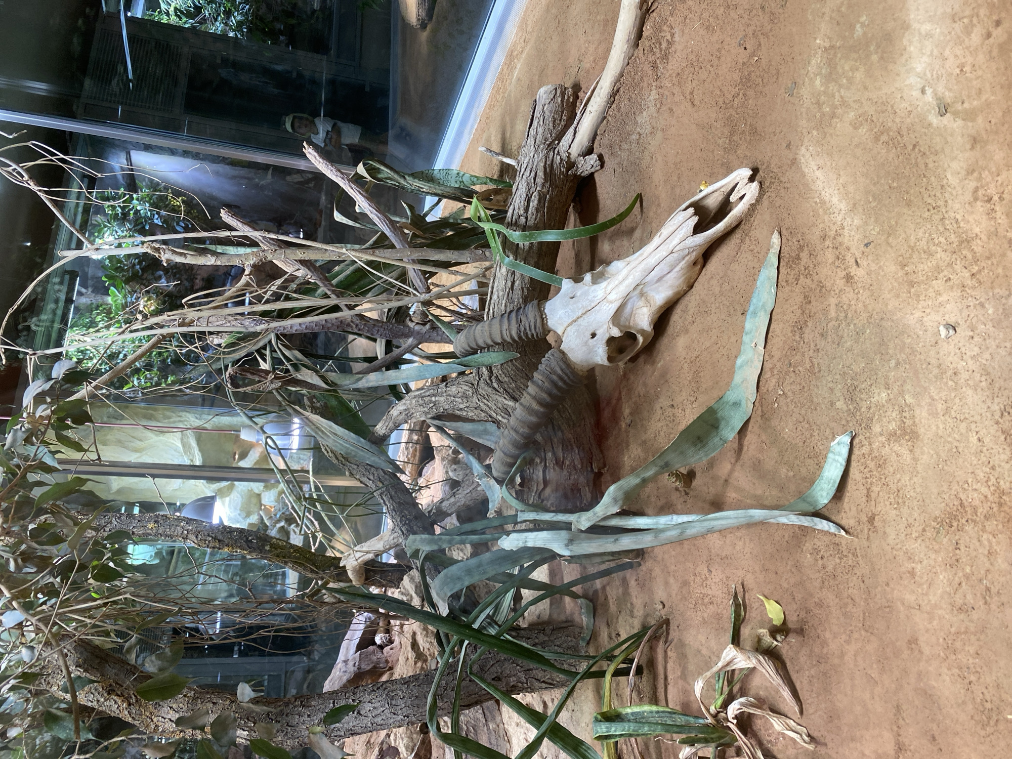 The image depicts an antelope skull resting on sandy ground within an exhibit. The skull is positioned on its side, with its curved horns prominently displayed. Dried leaves and branches are scattered around the skull, with some green, blade-like plants also present. In the background, there are glass enclosures and greenery, suggesting the exhibit is in a zoo or similar facility. A young person wearing a white t-shirt and a light-colored hat is visible through the glass in the far right of the image. The overall scene is set in an arid, naturalistic environment. This image was taken in the zoo of Neuwied, Germany.