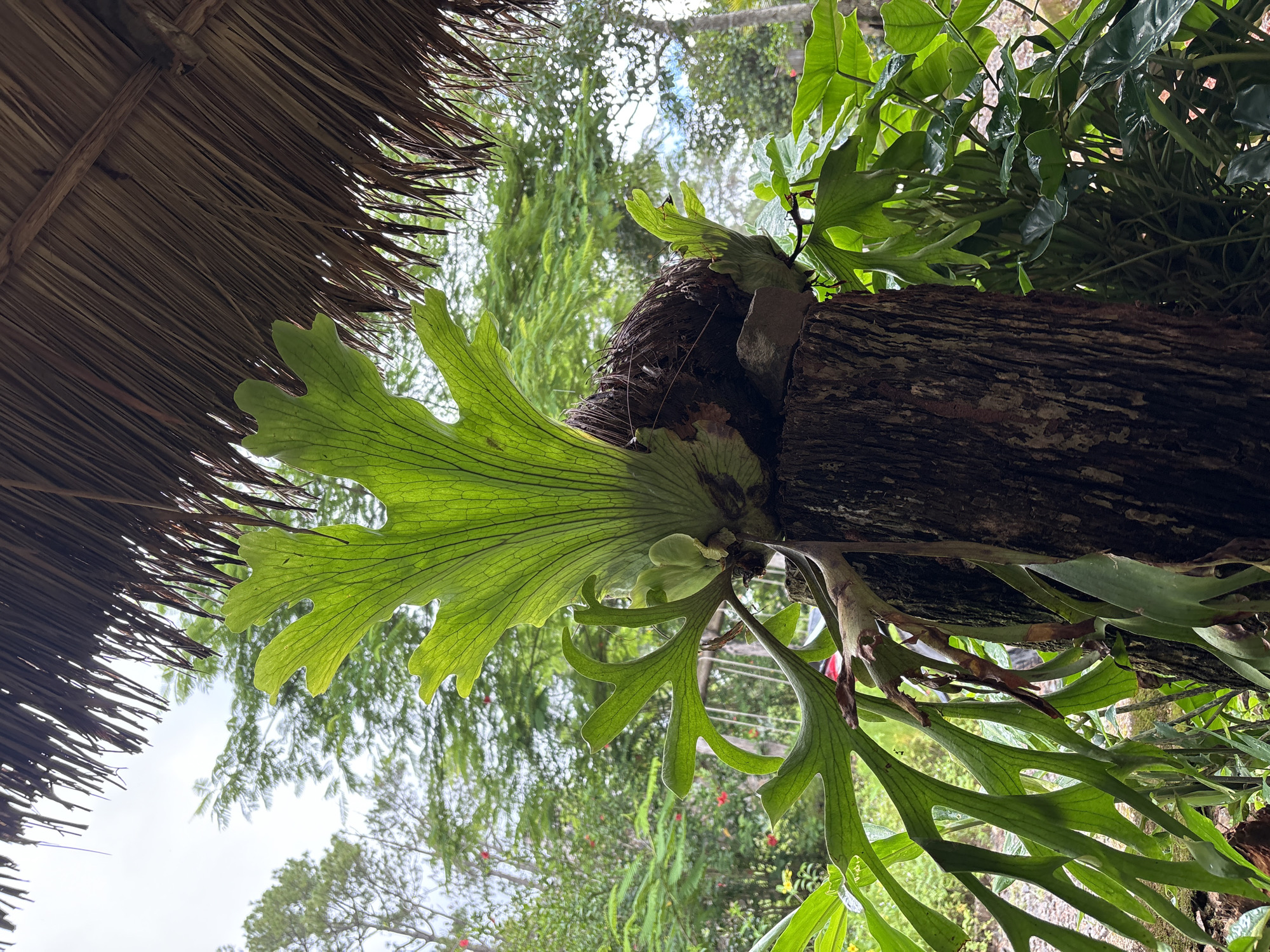 A staghorn fern grows from a rough-barked tree stump in an outdoor setting, with a thatched roof overhead. The fern's large, leathery, bright green fronds are deeply lobed and fan out prominently. Smaller, shield-like fronds are visible at the base of the plant, clinging to the stump. The tree stump appears weathered and is situated amidst lush green foliage. In the background, there are more trees and plants, with glimpses of a cloudy sky. The overall impression is one of a tropical, natural environment. There are no people or animals visible in the image.