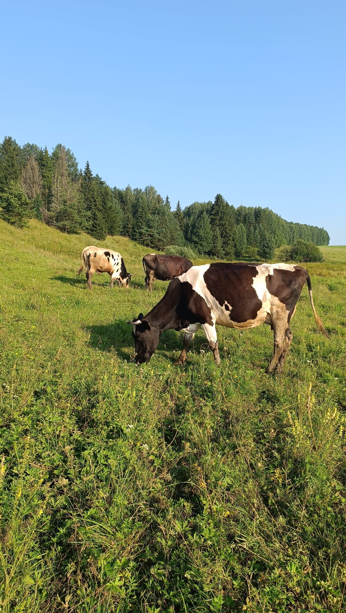 Three cows are grazing in a grassy field with a forest in the background. The cow in the foreground is black and white. The cow to the left is white with brown spots. The cow in the background is brown. The sky is clear and blue. The image is taken in Karsha, Russia.