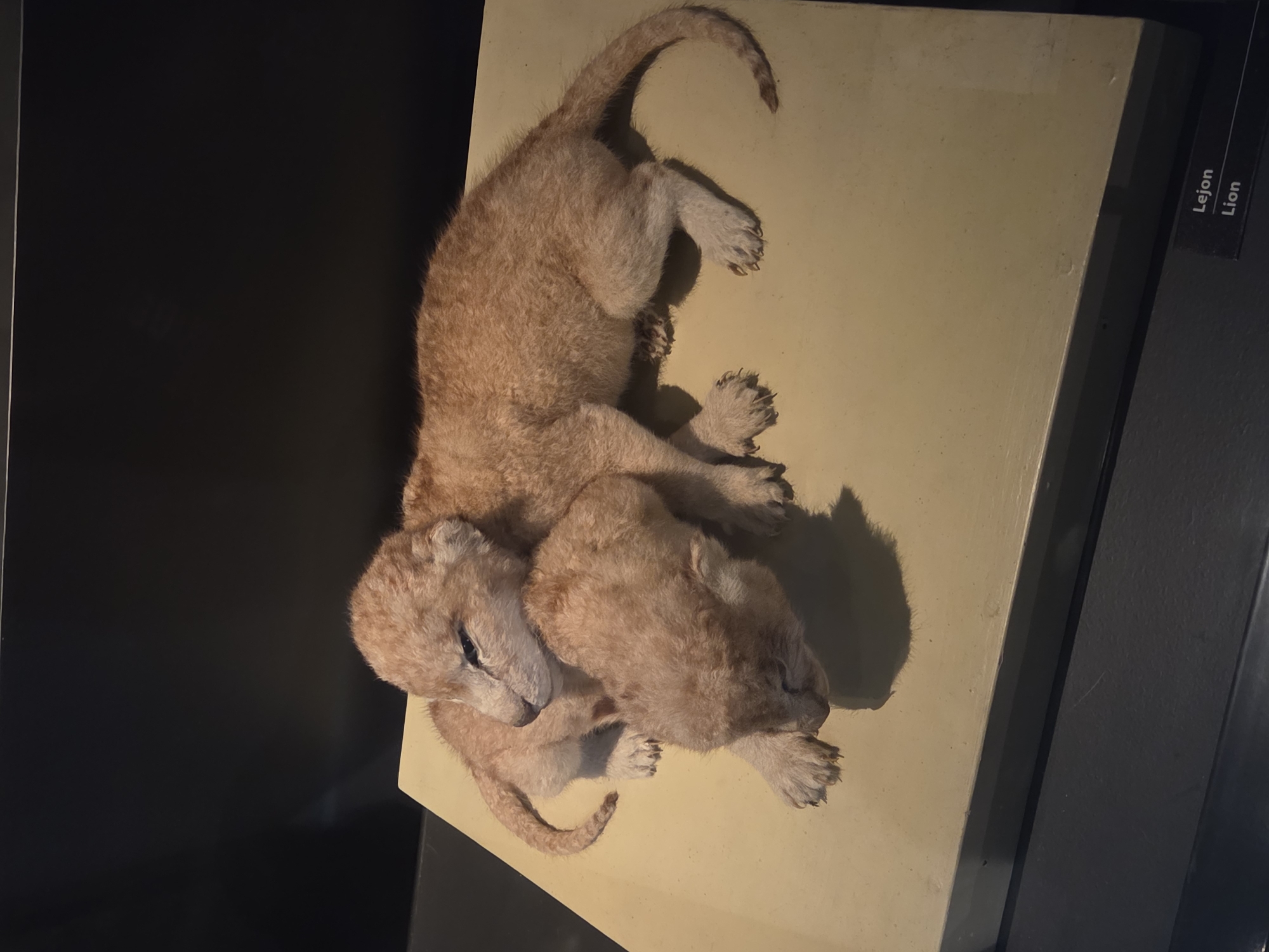 Two taxidermied lion cubs are displayed on a light-colored platform, positioned against a dark background. One cub lies with its head resting on the other, its eyes closed. The second cub is positioned partially underneath the first, also with its eyes closed. The cubs are covered in light brown fur. In the lower right corner of the image, a small black plaque with white text is visible, reading "Lejon" and "Lion." This display is located within the Malmö Natural History Museum in Malmö, Sweden.