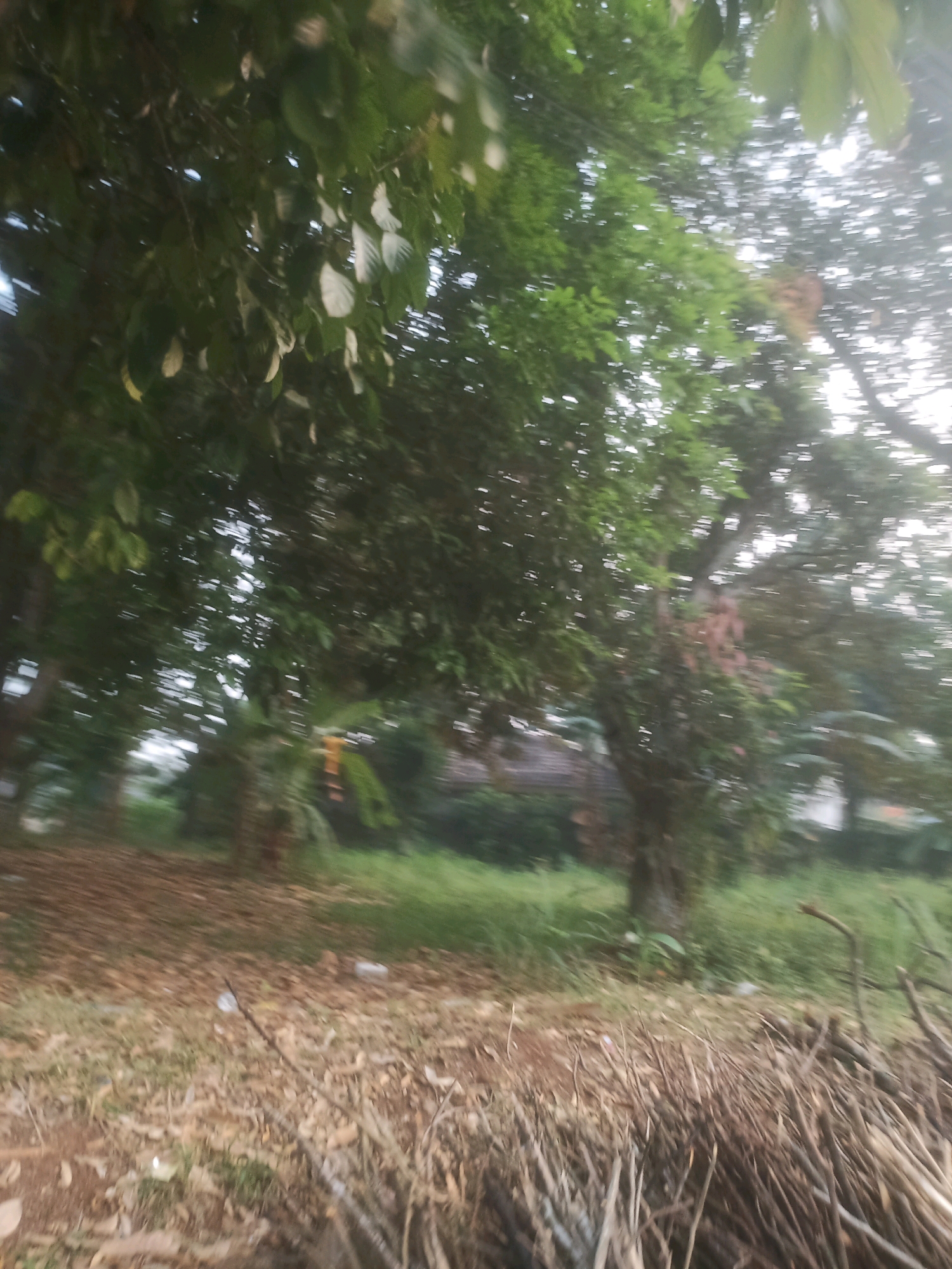 The image depicts an outdoor scene in Ciseeng, Indonesia, characterized by a grove of trees with dense foliage in the background. The foreground is occupied by a pile of dry branches and twigs, suggesting a rural or semi-rural setting. The ground is covered with dry leaves and patches of green grass. The overall impression is one of a natural, possibly undeveloped area within or on the outskirts of the city. The lighting suggests it may be late afternoon or early morning, with soft, diffused light filtering through the leaves. No people or specific activities are visible in the frame.