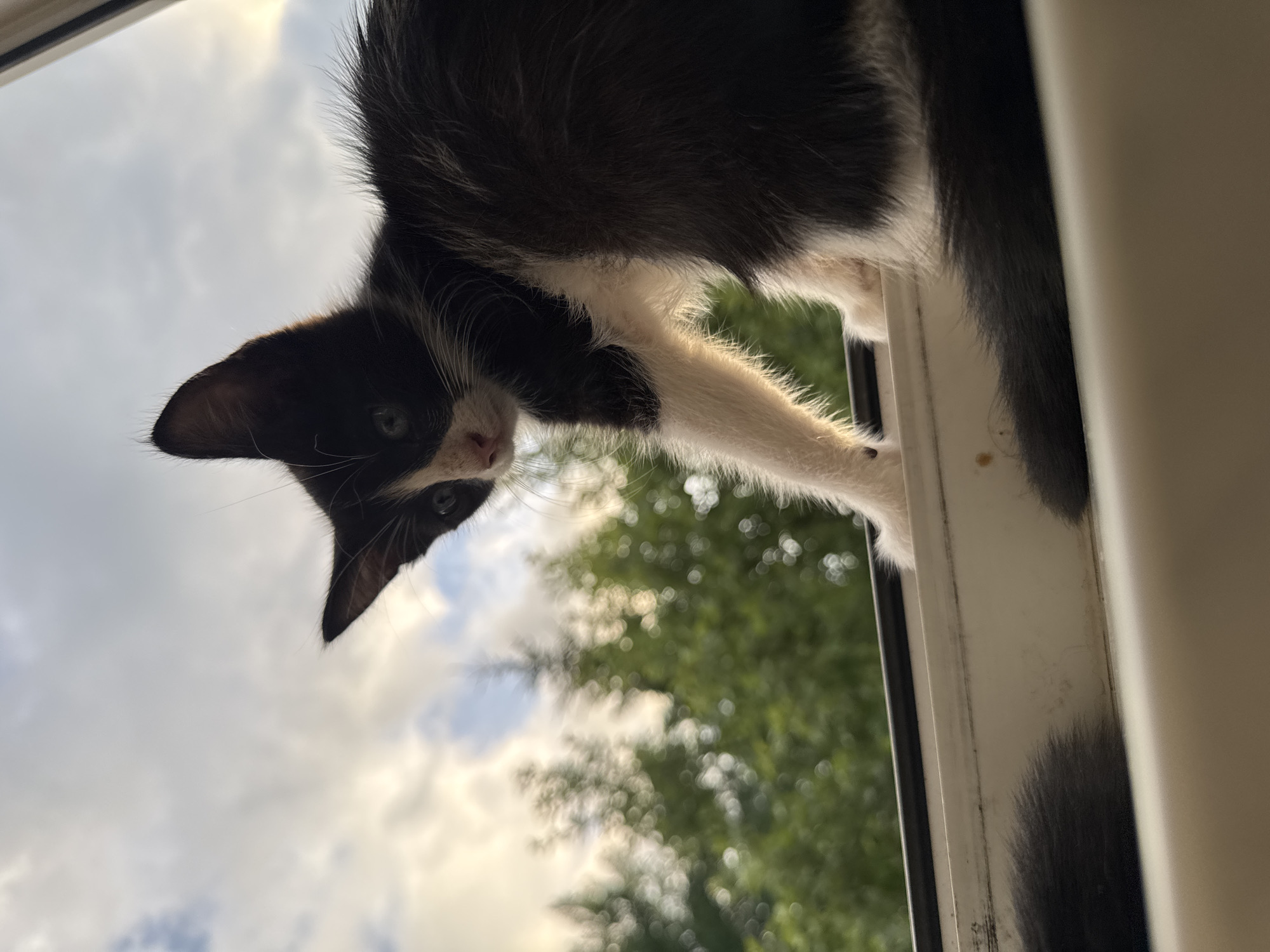 A black and white kitten is positioned on the ledge of a window frame, looking down into the frame. The kitten's head is tilted, and its eyes are wide open, giving it a curious expression. Its front paw is extended over the edge of the frame. The background consists of a cloudy sky with the sun peeking through, creating a bright, diffused light. Out-of-focus green foliage is visible below the sky. The scene appears to be taking place outdoors during the day, possibly in the late afternoon or early evening given the soft lighting. The image is shot from a low angle, looking up at the kitten.