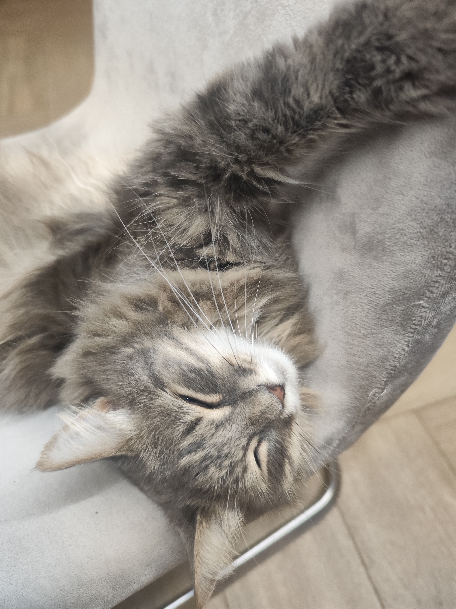 A gray, long-haired cat is lying on a gray padded chair. The cat is positioned with its head facing down and to the right. Its eyes are closed, and its face is relaxed. The cat's fur is a mix of light and dark gray shades. The chair has a silver frame visible on the right side of the image. The background is a light-colored, likely tiled floor. The location, Chaikovsky, Russia, cannot be verified from the image.