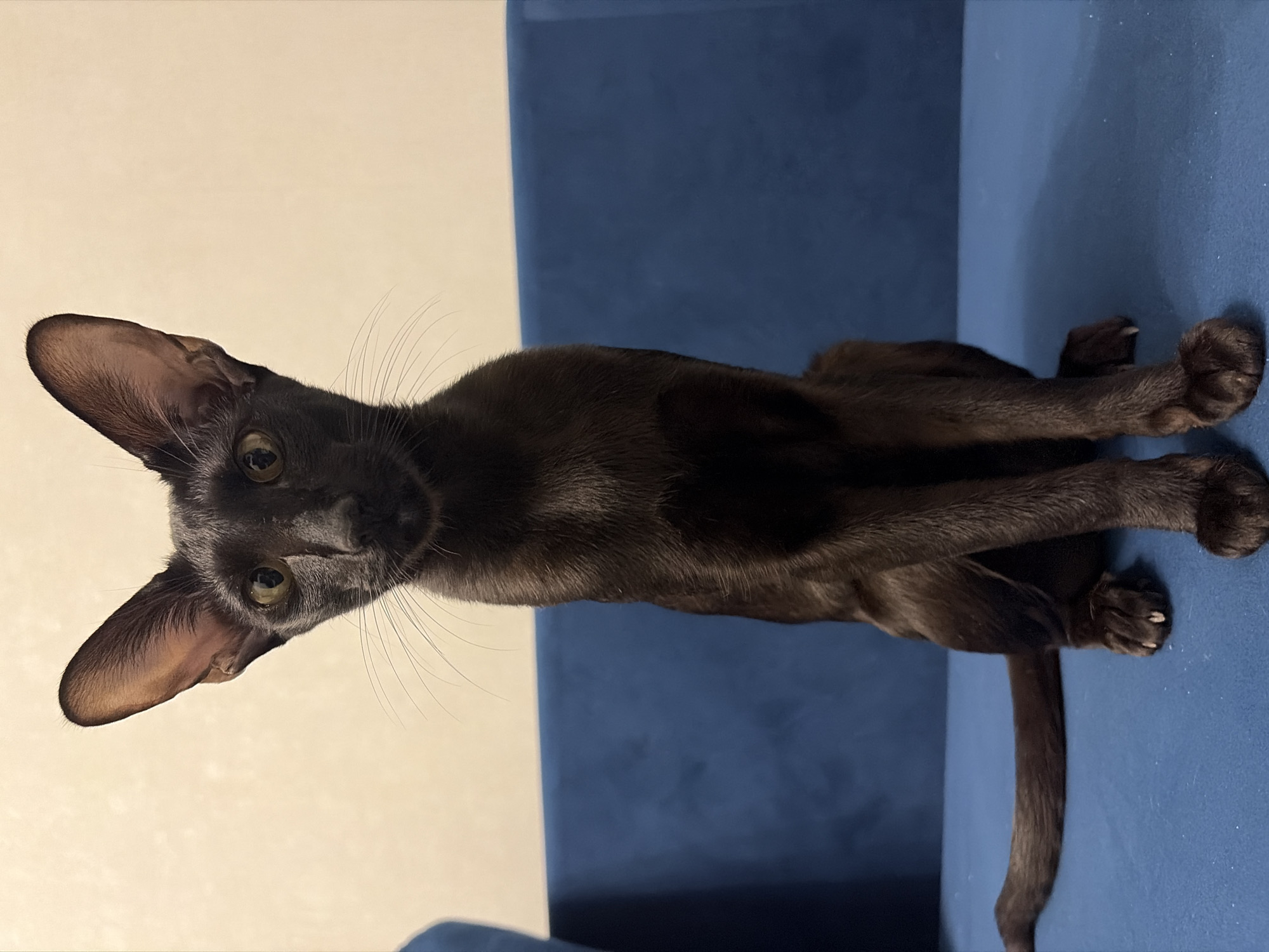A dark brown, slender cat with large ears sits upright on a blue couch. The cat is facing the camera directly, with its front paws placed neatly in front of it. Its tail extends to the left, resting on the couch. The background is a light-colored wall. The image does not depict the city of Chaikovsky, Russia.