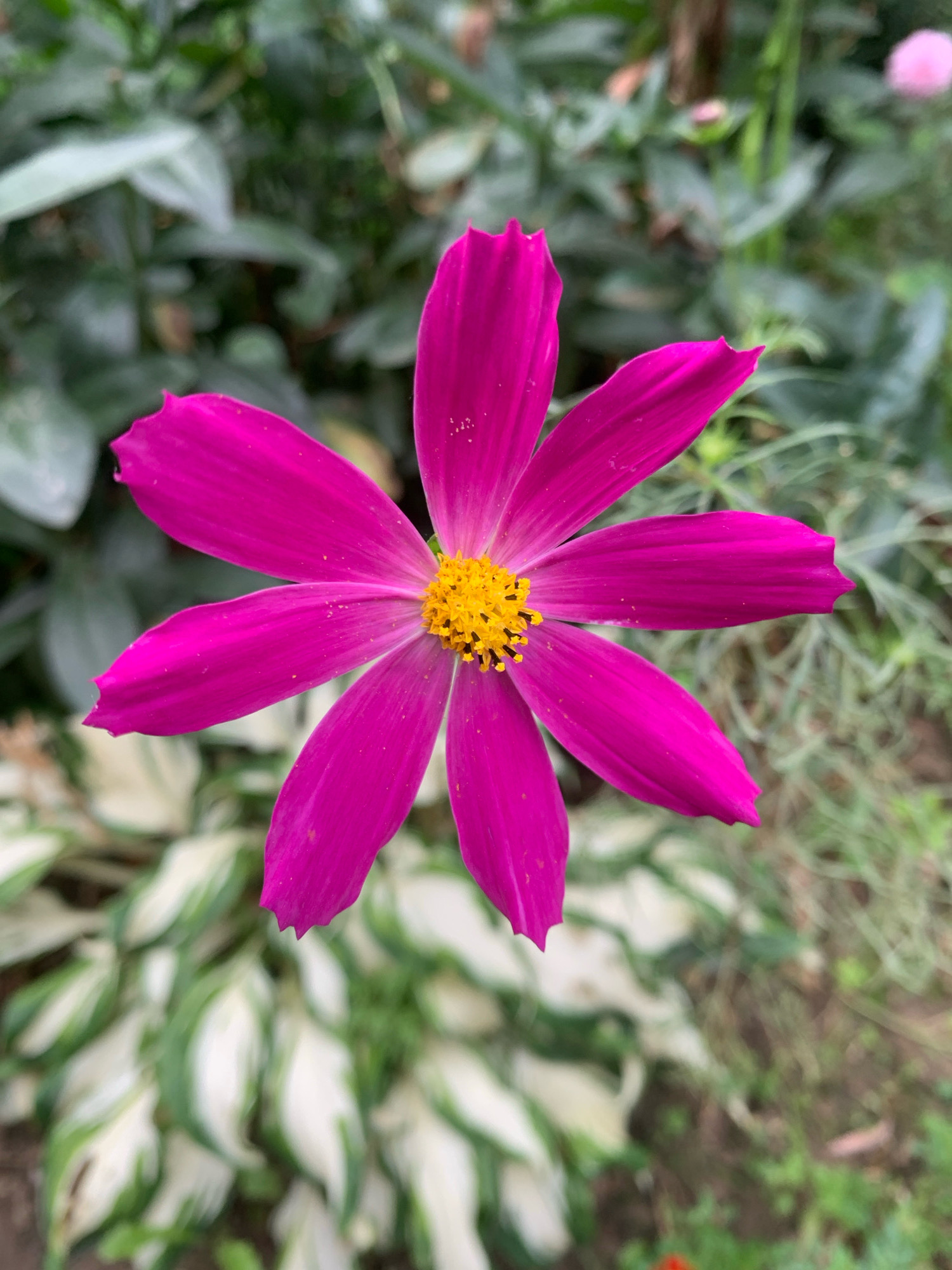 A bright pink cosmos flower with a yellow center is in full bloom, dominating the frame of the image. The flower has six petals, each with a slightly notched tip and a textured surface, some of which show speckles of pollen. The background is a blur of green foliage and some variegated leaves with white and green coloring. The overall lighting suggests an outdoor environment, possibly a garden. There are no people or animals present. The location in Lviv, Ukraine, cannot be determined from the image alone.