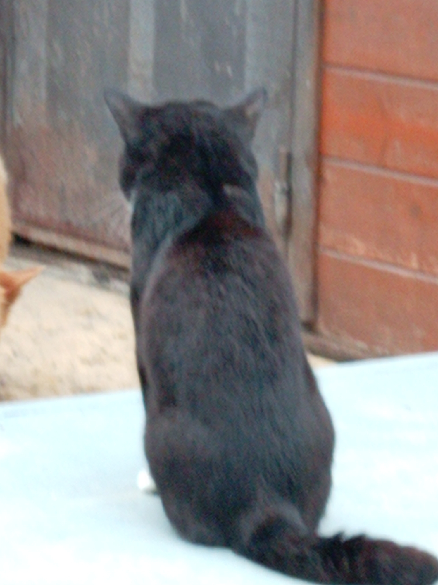A black cat is sitting on a light-colored surface, facing away from the camera. Behind the cat, there is a muted background with what appears to be a wooden structure on the right and a textured surface on the left. The lighting suggests an outdoor setting, possibly in Artyom, Russia, given the context of the prompt. The cat's fur is uniformly black, and its tail is visible, resting on the surface. The overall image quality is somewhat grainy.