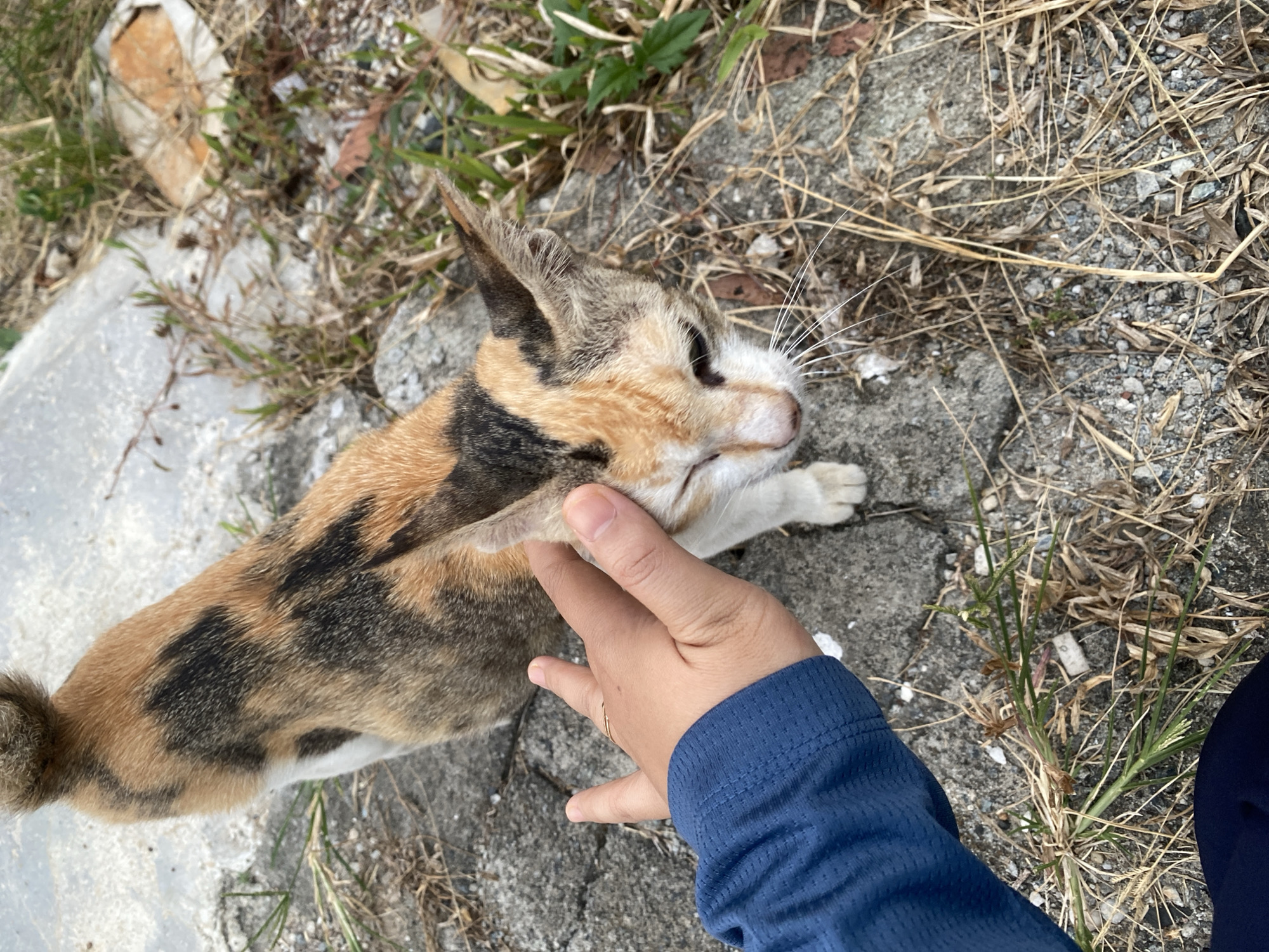 A calico cat with patches of orange, black, and white fur is being petted on its head by a person wearing a blue long-sleeved shirt. The cat is looking down with its eyes partially closed, and its ears are slightly tilted back. The person's hand is positioned on the top of the cat's head, with fingers extended. The scene appears to be outdoors, with a rough concrete surface beneath the cat and scattered dry grass and debris. The background is out of focus but suggests a natural, possibly unkempt, environment. The lighting is natural, and the image is taken from a slightly elevated perspective, looking down at the cat and the hand. Based on the visual information and context, this scene is consistent with an outdoor area in Banjarbaru, Indonesia, where stray or domestic cats are often found in semi-urban or rural environments.