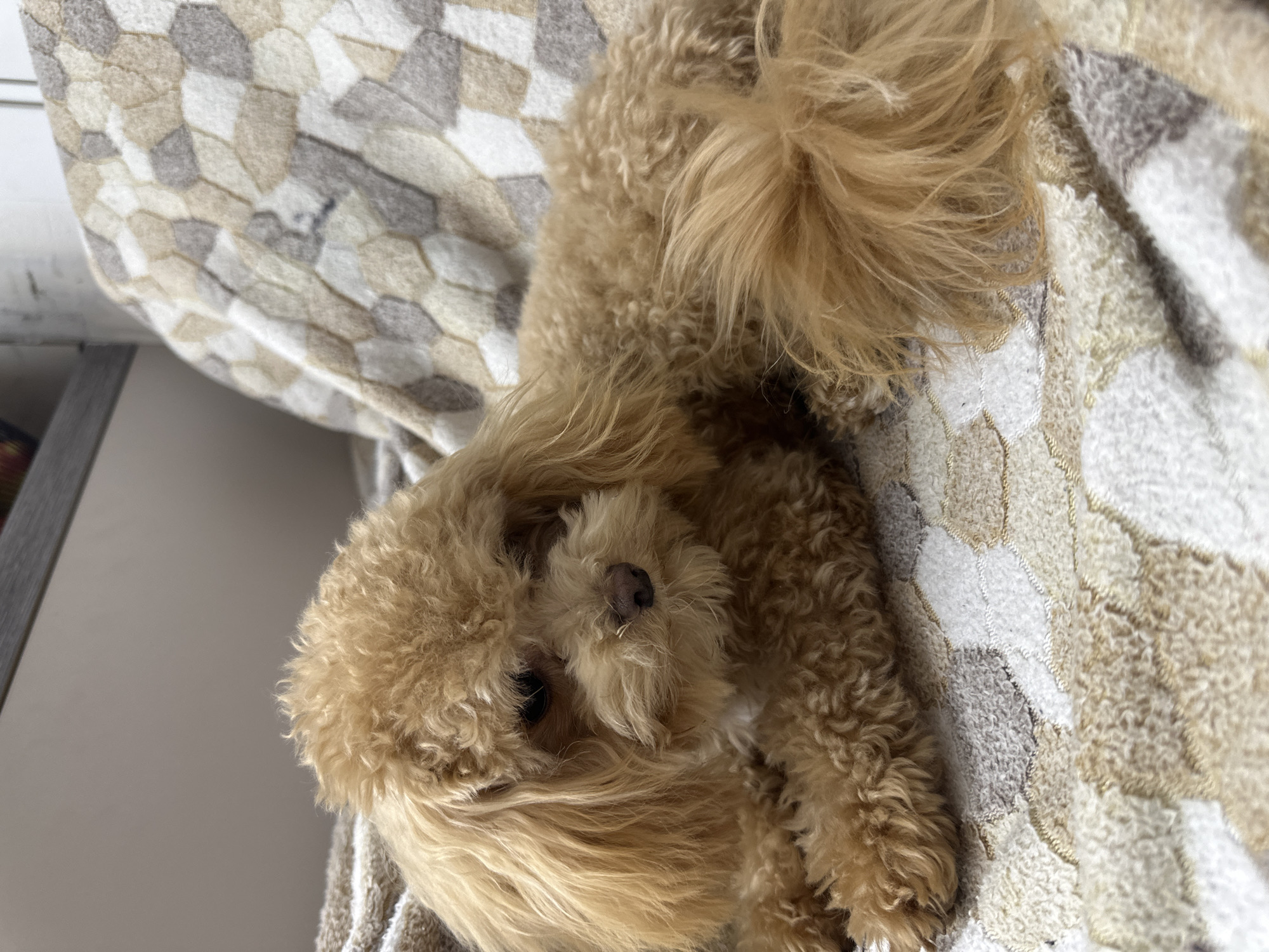 A light brown, fluffy dog, likely a poodle or doodle, is the central subject of the image, resting on a patterned blanket. The dog's curly, shaggy fur is a warm tan color, and its eyes are partially visible, giving the impression of a relaxed or sleepy state. It is lying on its back or side, looking towards the viewer.
The blanket features a distinctive geometric, tessellated pattern composed of irregular polygonal shapes in shades of cream, beige, and light grey-brown. The setting appears to be indoors, bathed in soft, natural daylight, which suggests it is daytime. The dog exudes an emotion of calmness and comfort. While the image itself does not provide explicit outdoor location cues, the context states the location is слобода Старая, Russia. There is no visible text present in the media file. The overall aesthetic is dominated by warm, neutral tones.