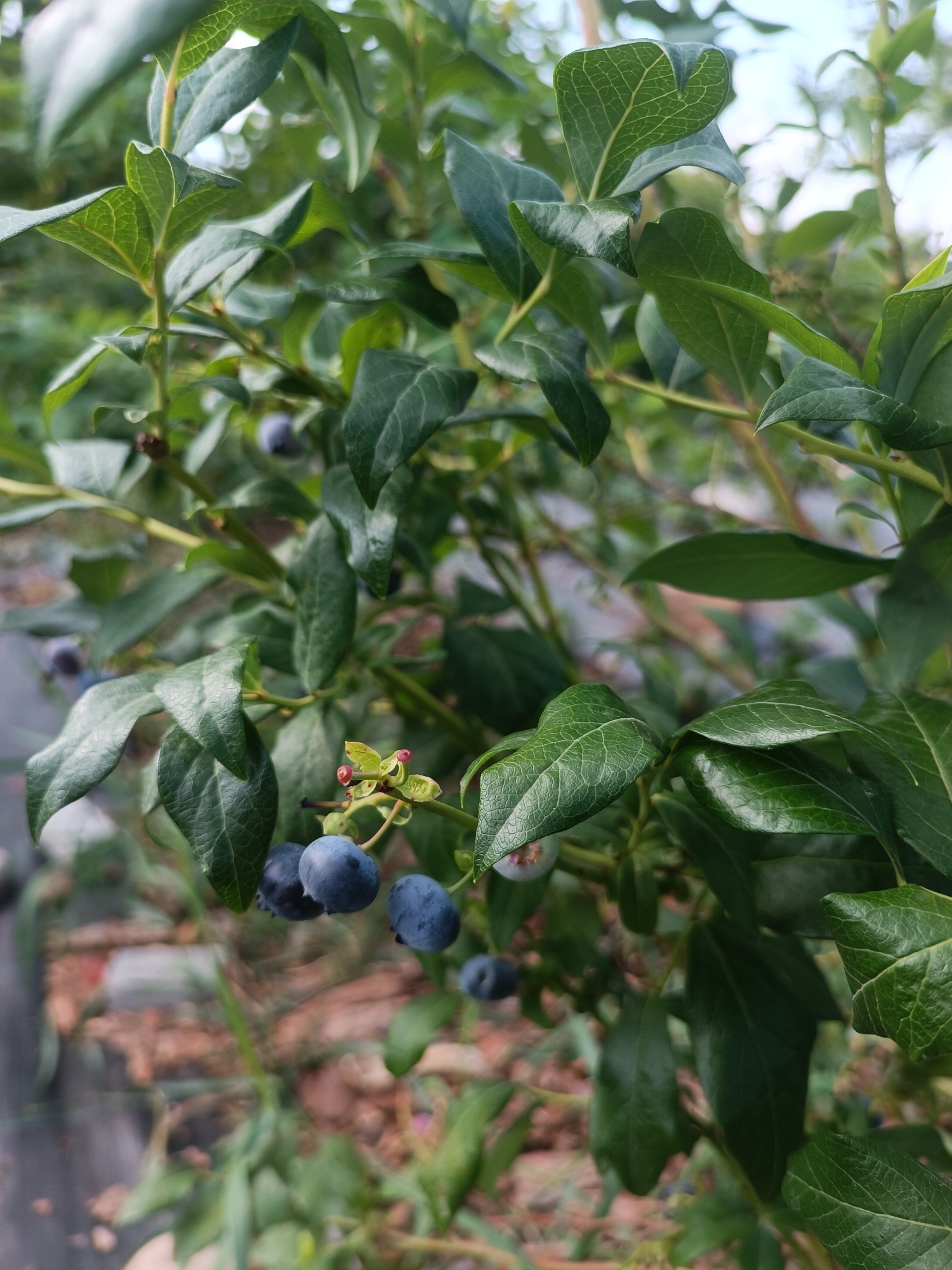 A close-up, outdoor, eye-level shot captures a blueberry bush laden with ripe, dark blue berries and green leaves. The bush is densely packed with foliage, with some leaves in sharp focus and others blurred due to the shallow depth of field. Several clusters of blueberries are visible, some perfectly round and smooth, while others are slightly oval. A few small, red, nascent berries or flower buds are also present. The background consists of blurred greenery and hints of brown earth or mulch, suggesting a garden or natural setting. The lighting appears to be natural daylight, with soft illumination highlighting the textures of the leaves and berries. The scene is devoid of any human presence. The exact location within Тэльмінскі сельскі Савет, Belarus cannot be determined from the visual information provided.